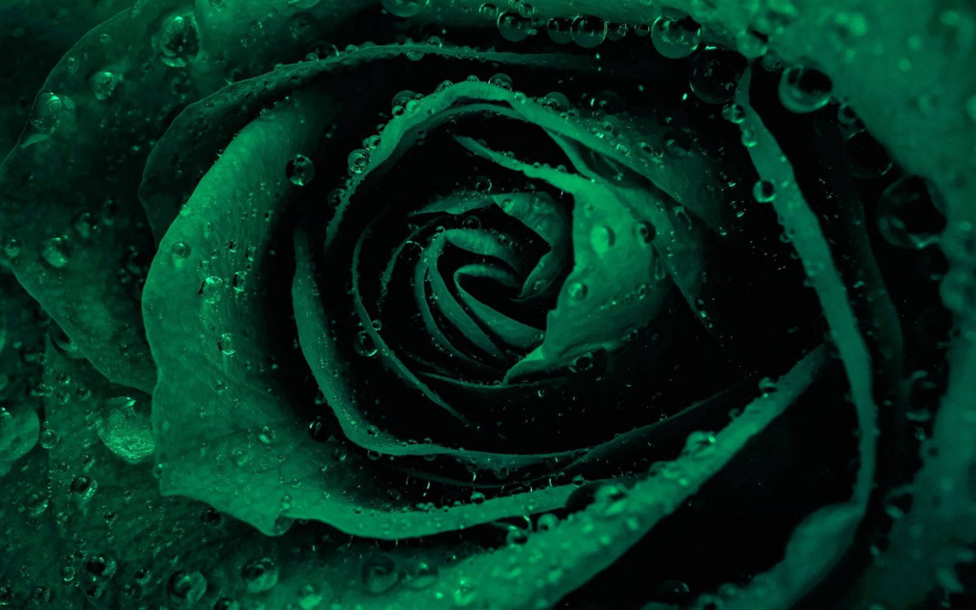Cool Green Rose Wallpaper