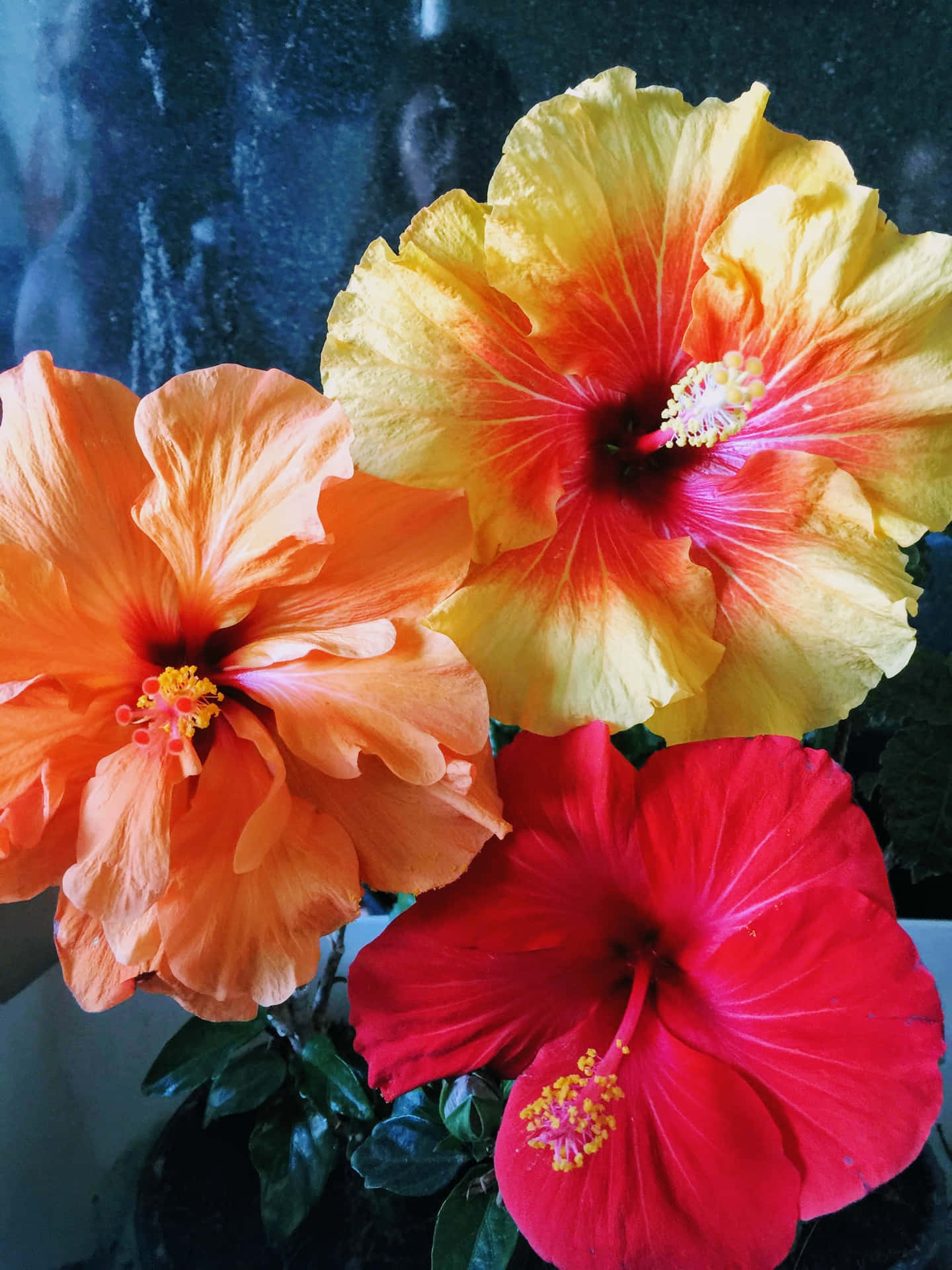 Cool Hibiscus Flower With Huge Petals Background