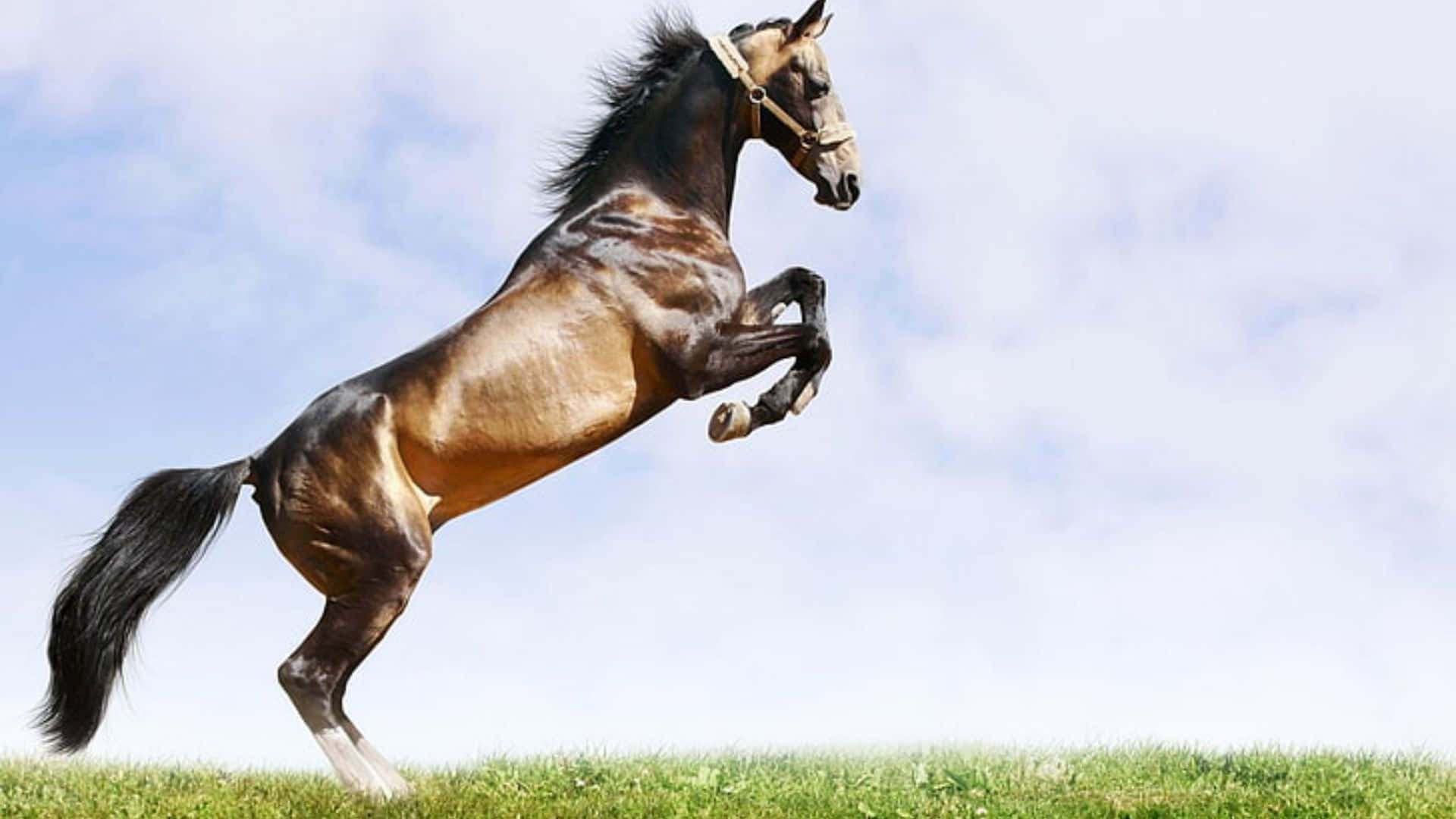 En kraftig cool hest står rank med dens man nedfældet i vinden. Wallpaper