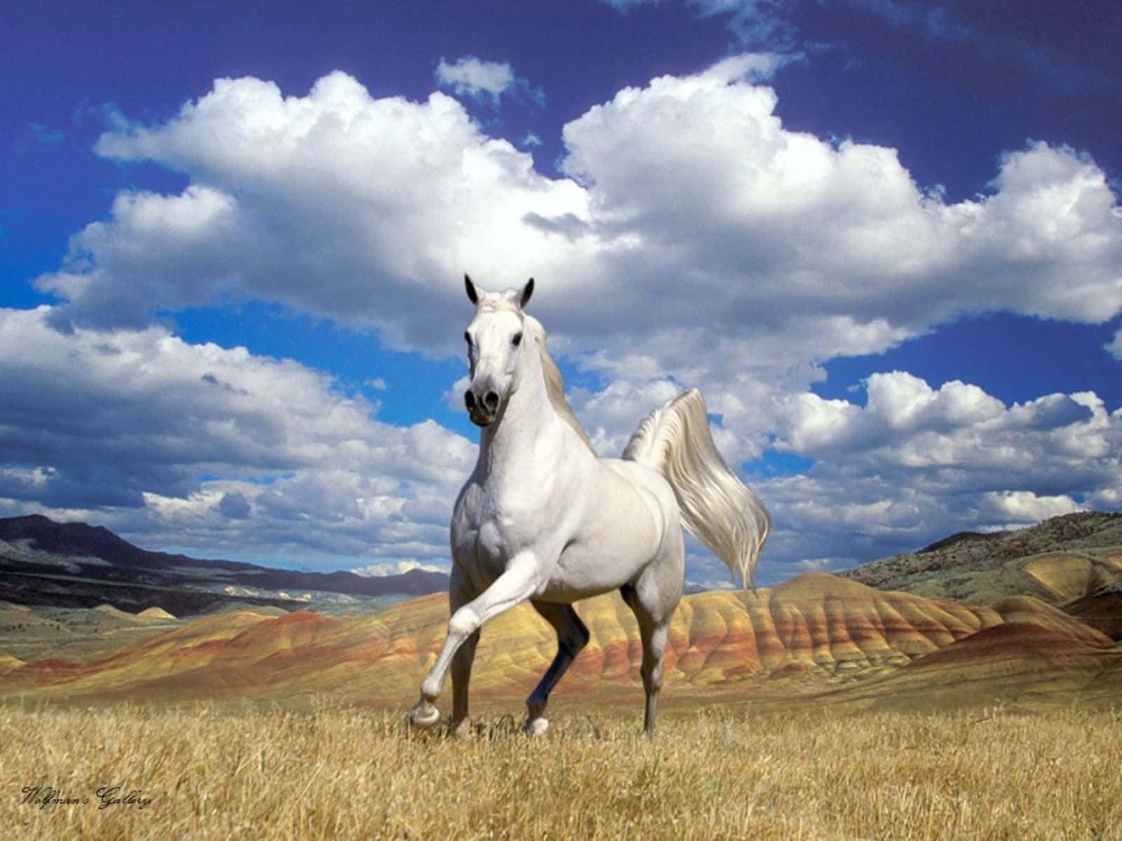 A White Horse Running In The Field Wallpaper