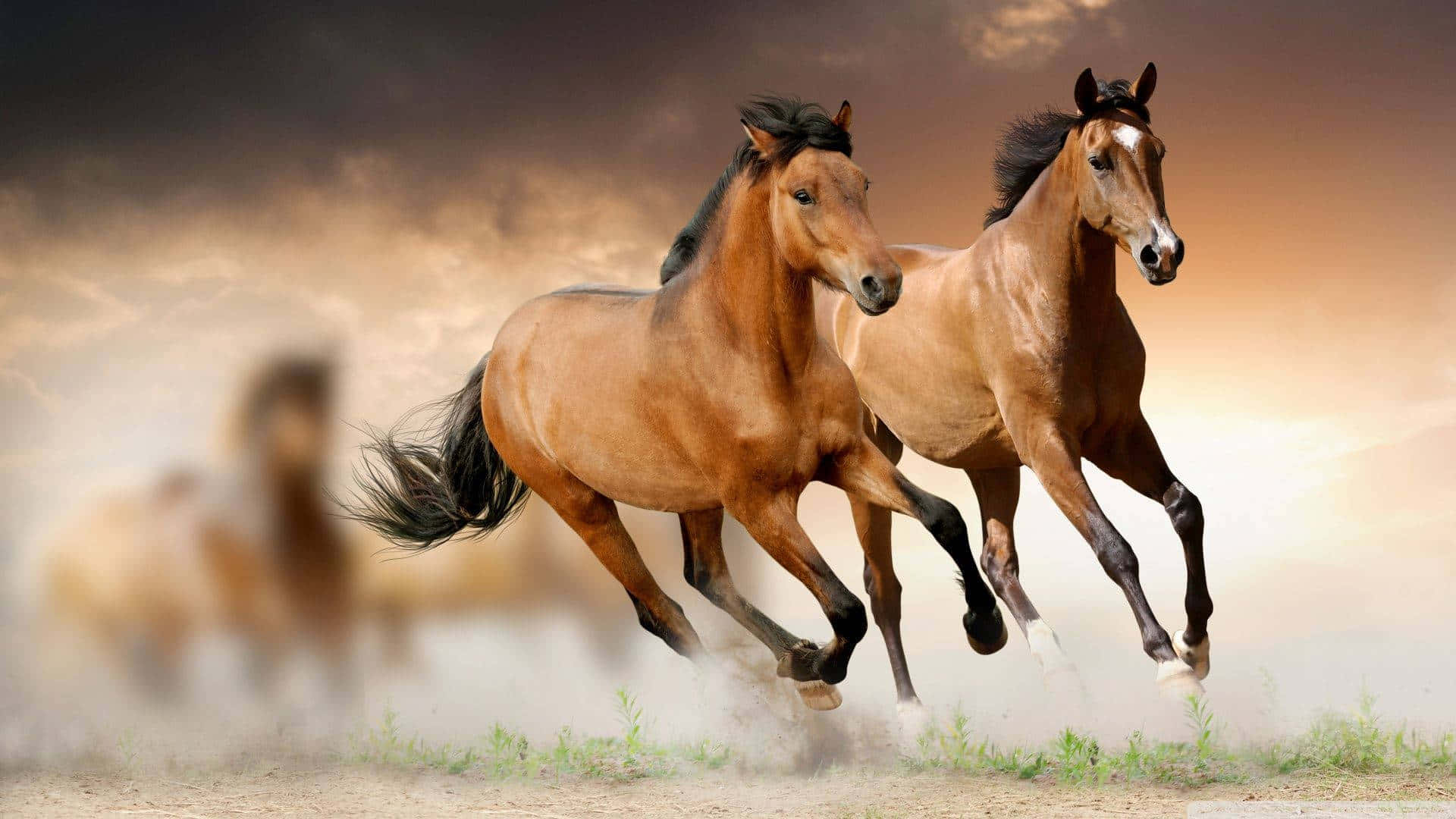 "Wild, brave and cool as can be, this horse exemplifies what it means to be free" Wallpaper