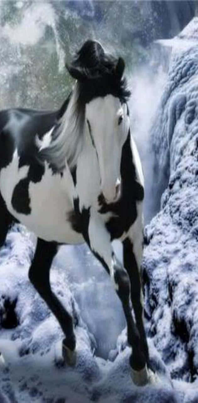 Se på denne herlige kølige hest, der poserer yndefuldt, mens solen går ned. Wallpaper