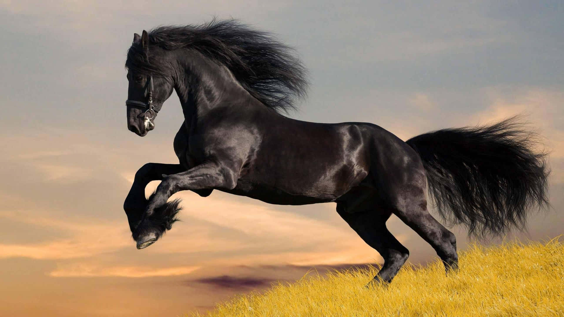 A wild and beautiful cool horse in the wilderness Wallpaper