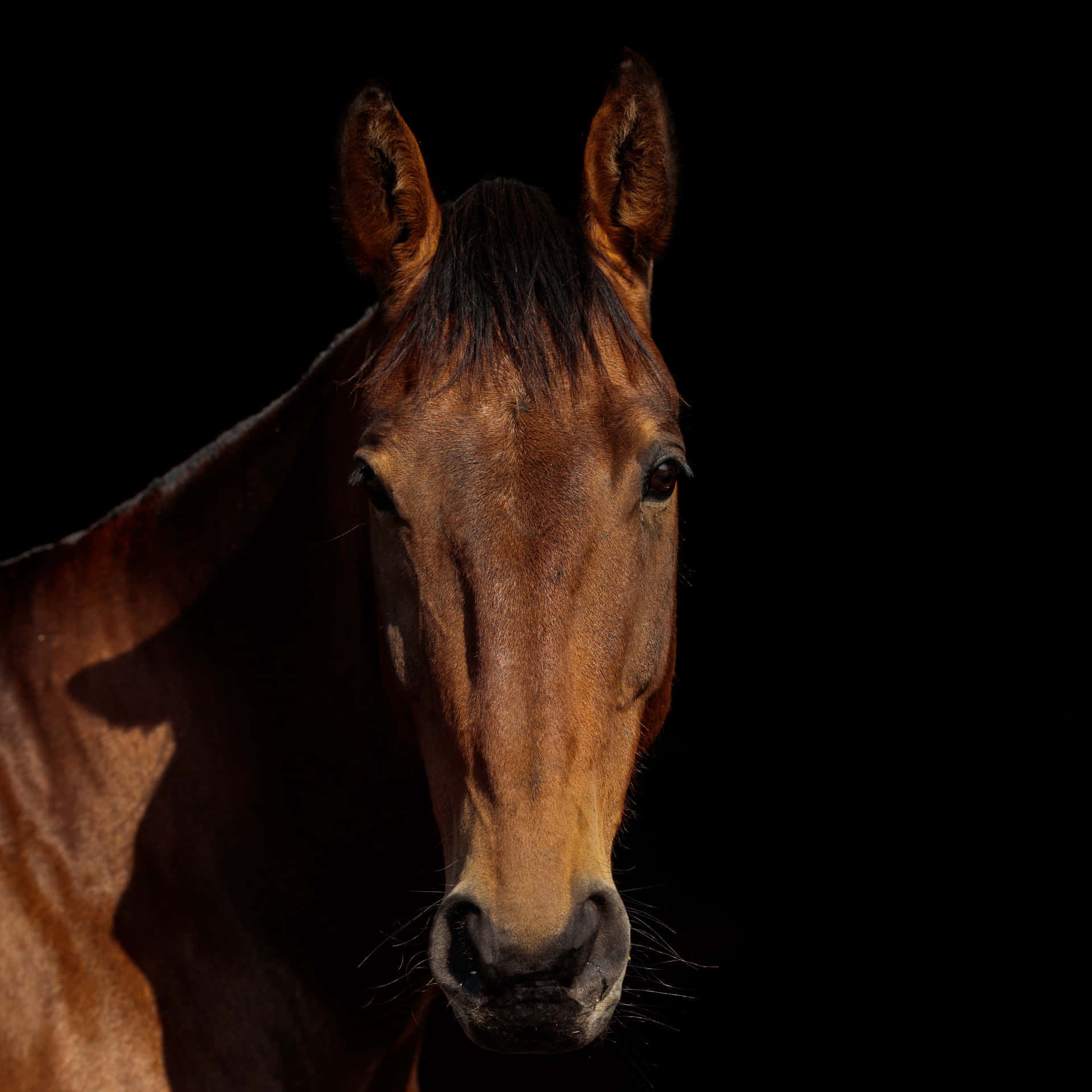 A Brown Horse Is Standing In The Dark Wallpaper