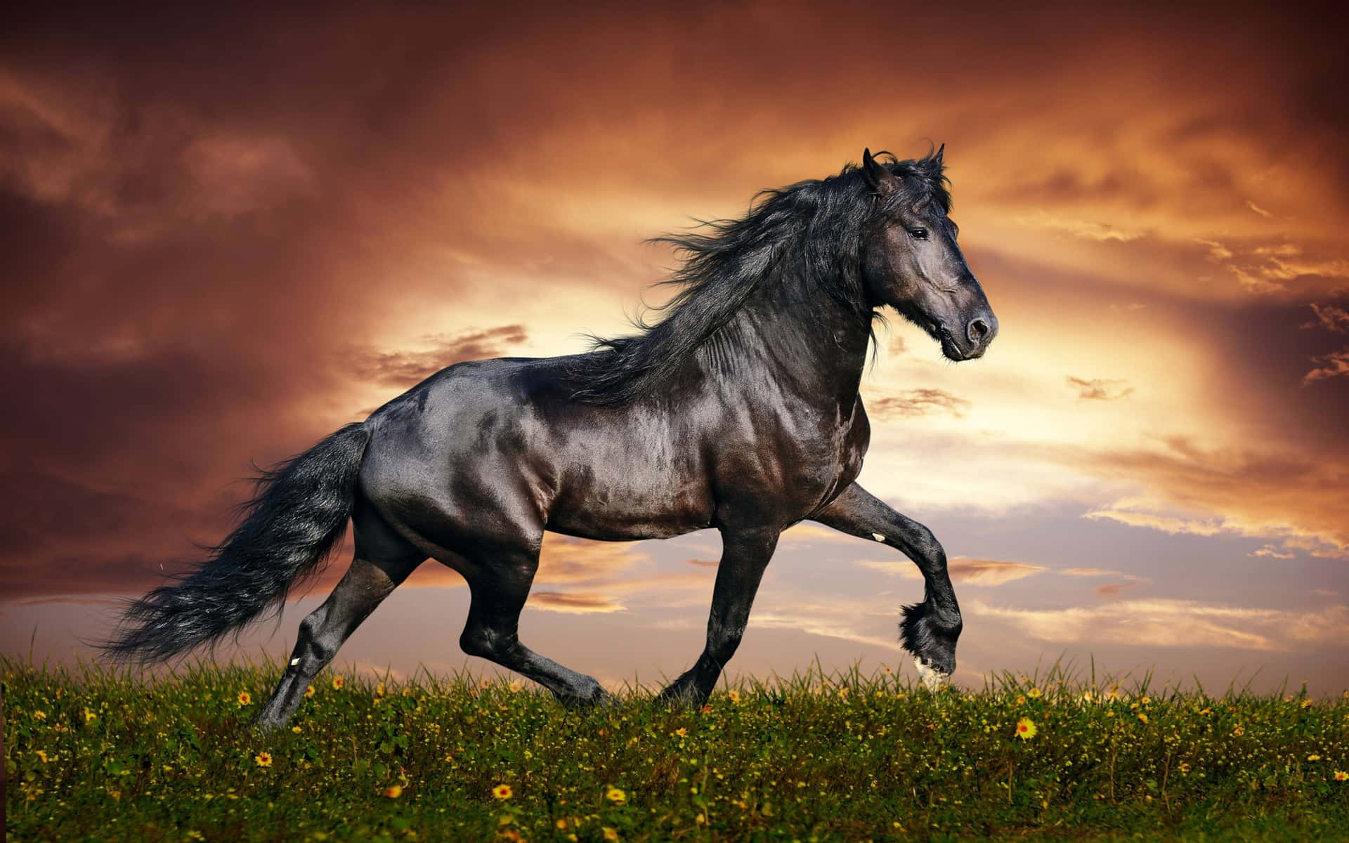 En modig og åndelig hest der står højt omgivet af smuk blomster natur. Wallpaper