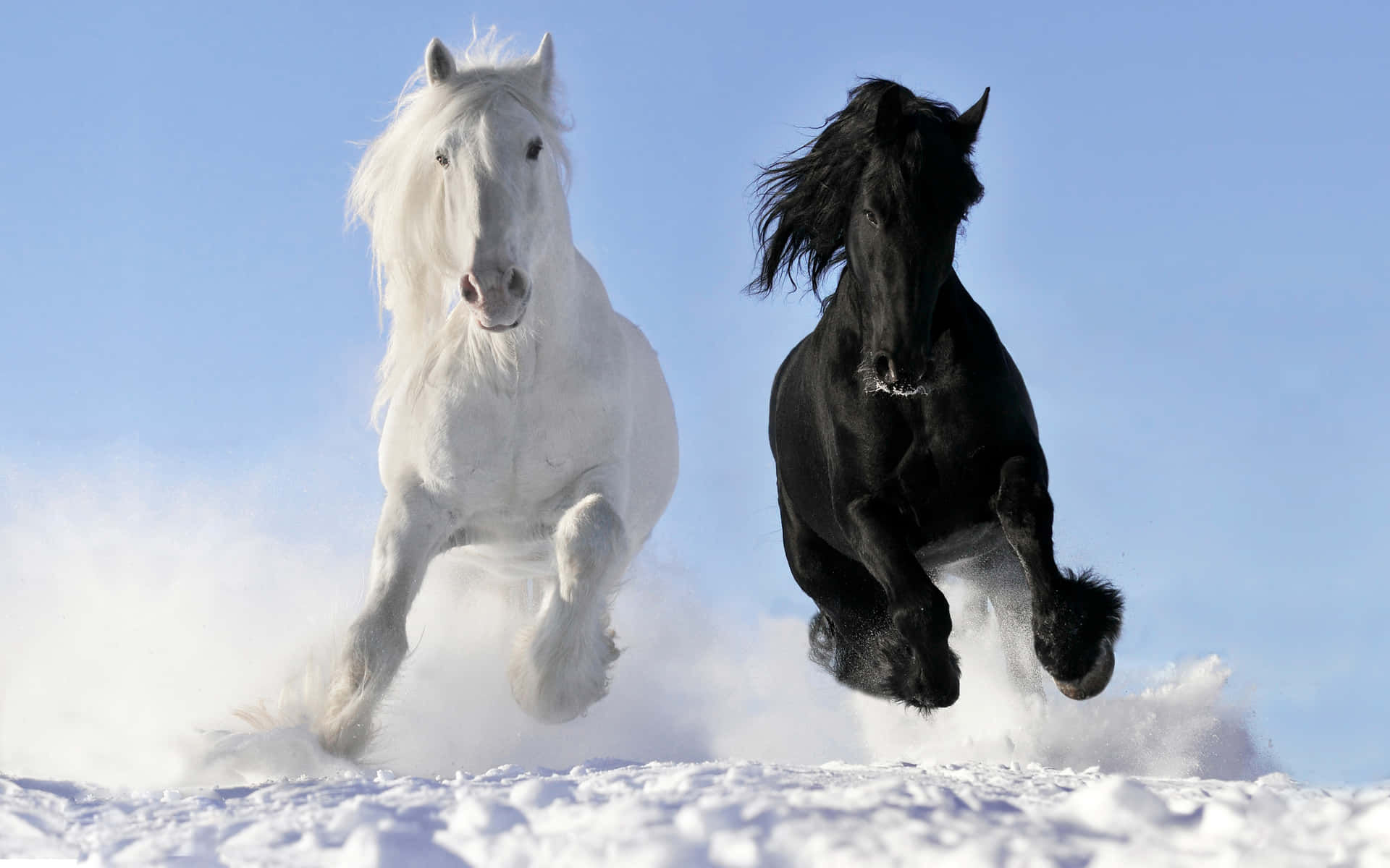 Duecavalli Che Corrono Nella Neve Sfondo