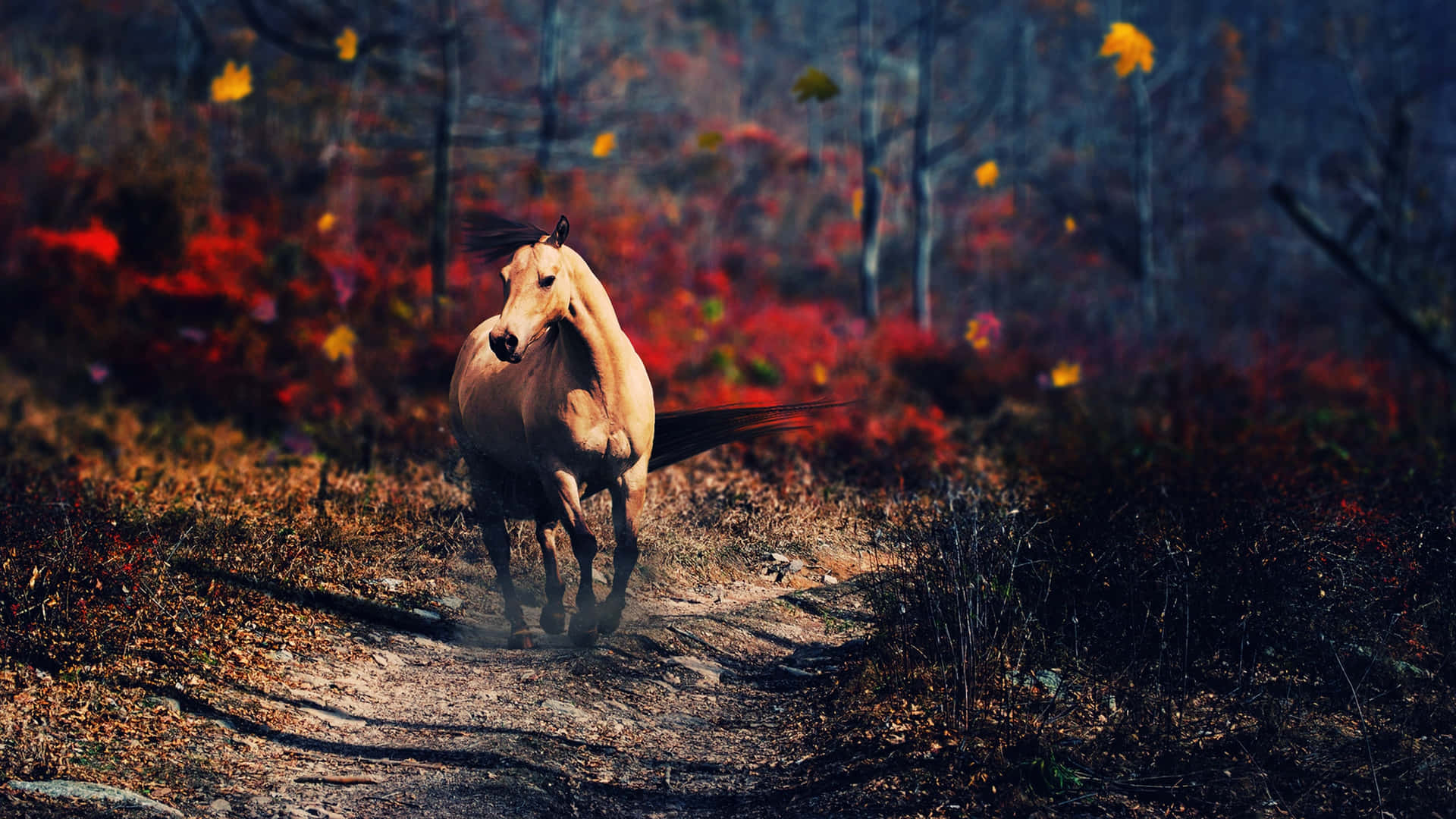 Preparatiper Un'emozionante Cavalcata: Magnifico Cavallo Al Tramonto Sfondo