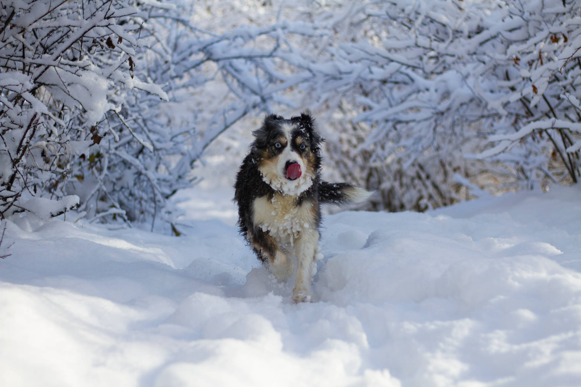 Cool Husky On Snow