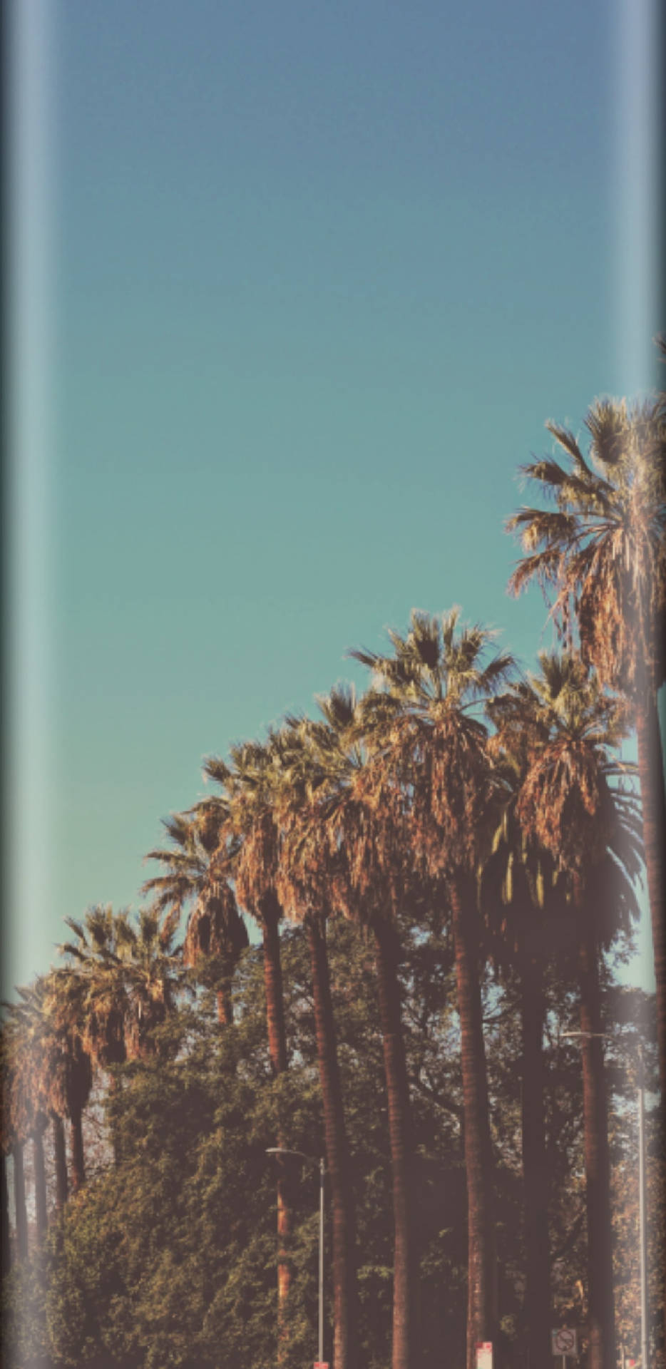 Cool Iphone 11 Vintage Aesthetic Palm Trees Wallpaper