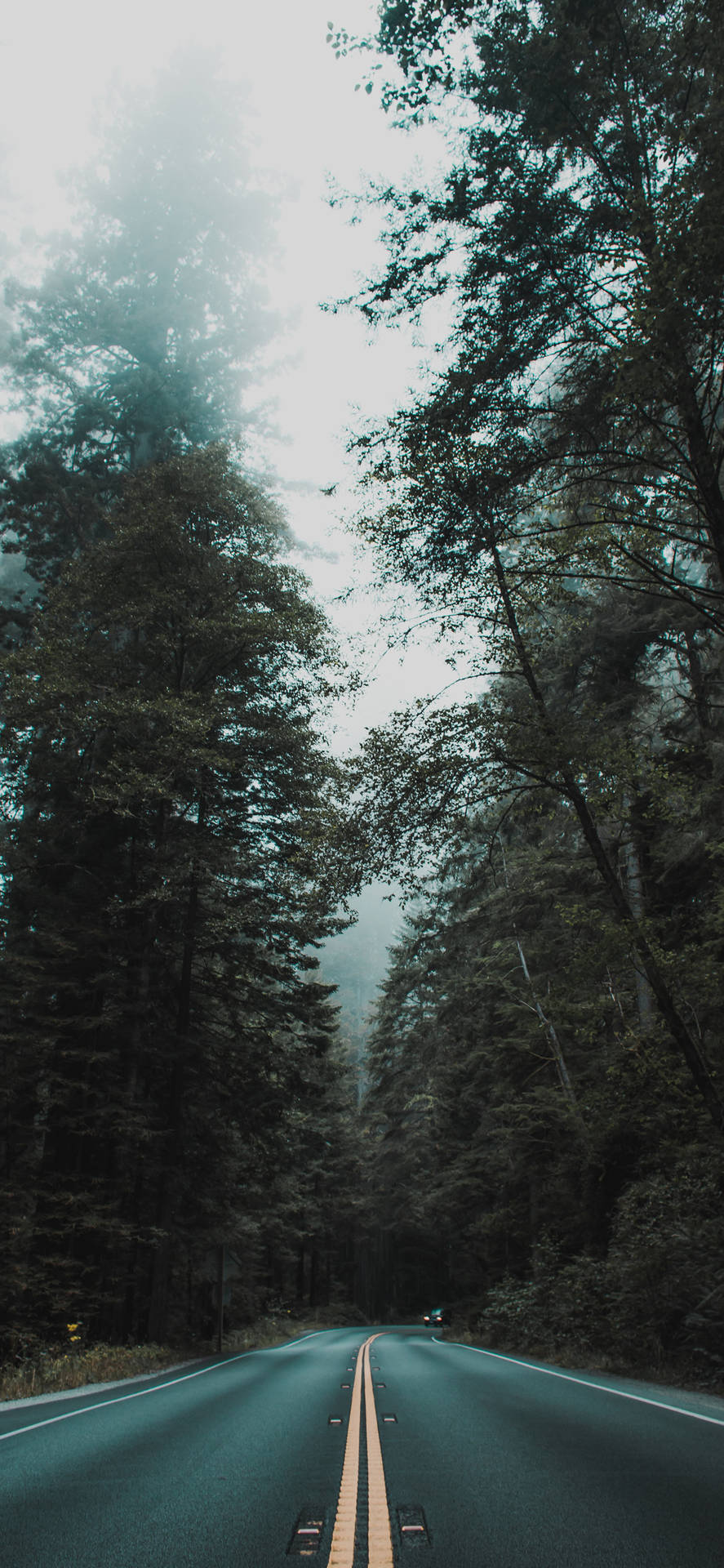 Cool Iphone Xs Max Foggy Trees Wallpaper
