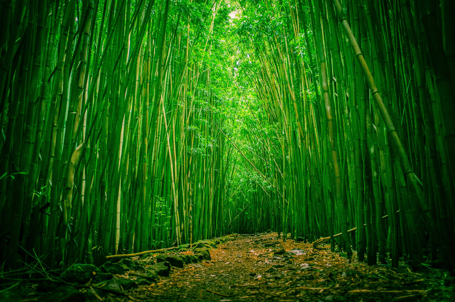 Cool Japanese Bamboo Forest