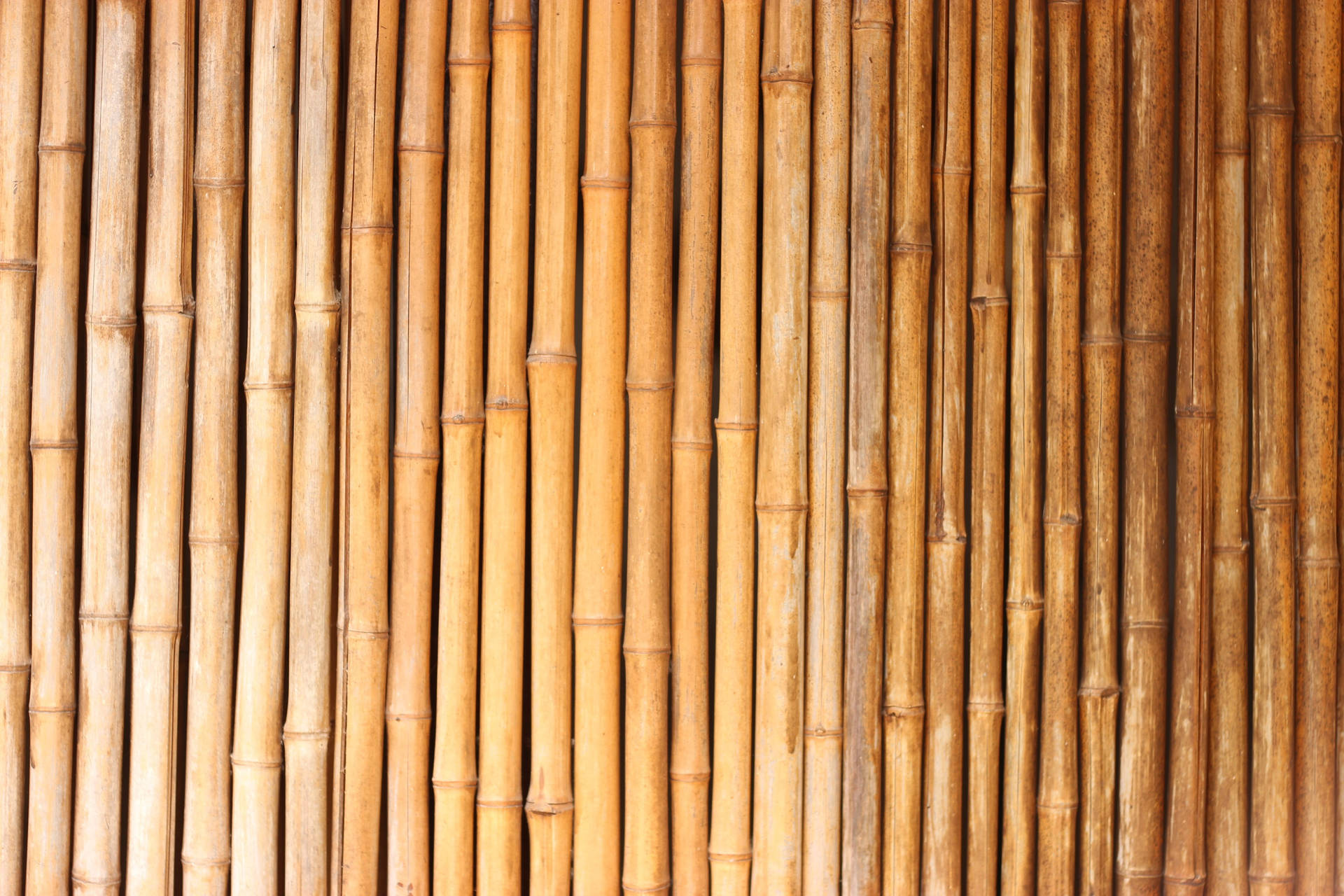 Cool Japanese Bamboo