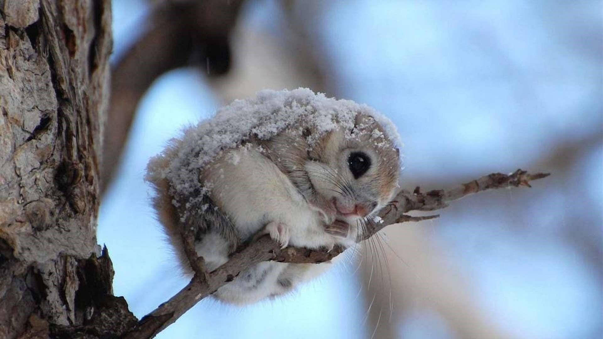 Cool Japanese Squirrel
