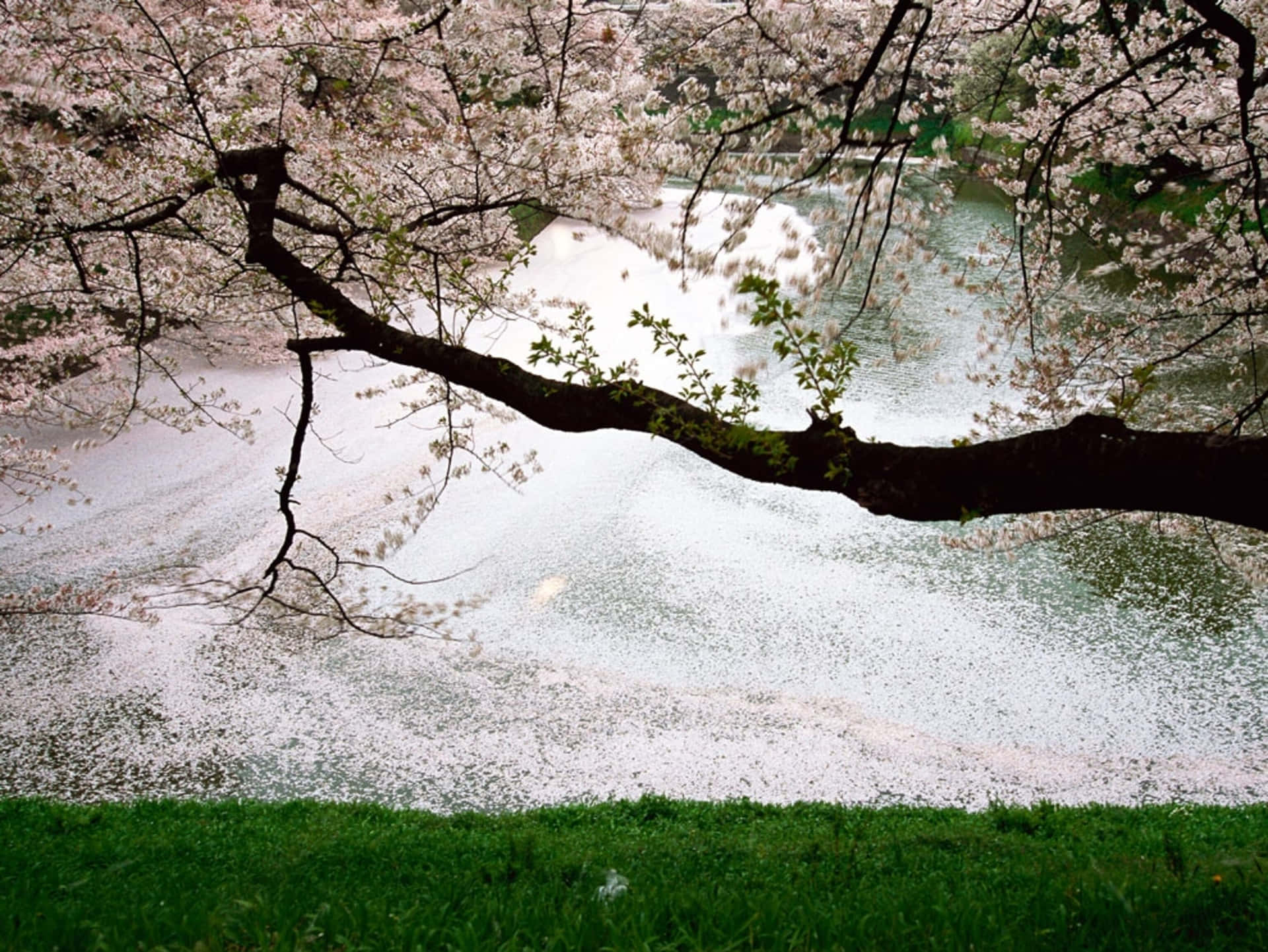Cooljapansk Träd Under Sakura-säsongen. Wallpaper