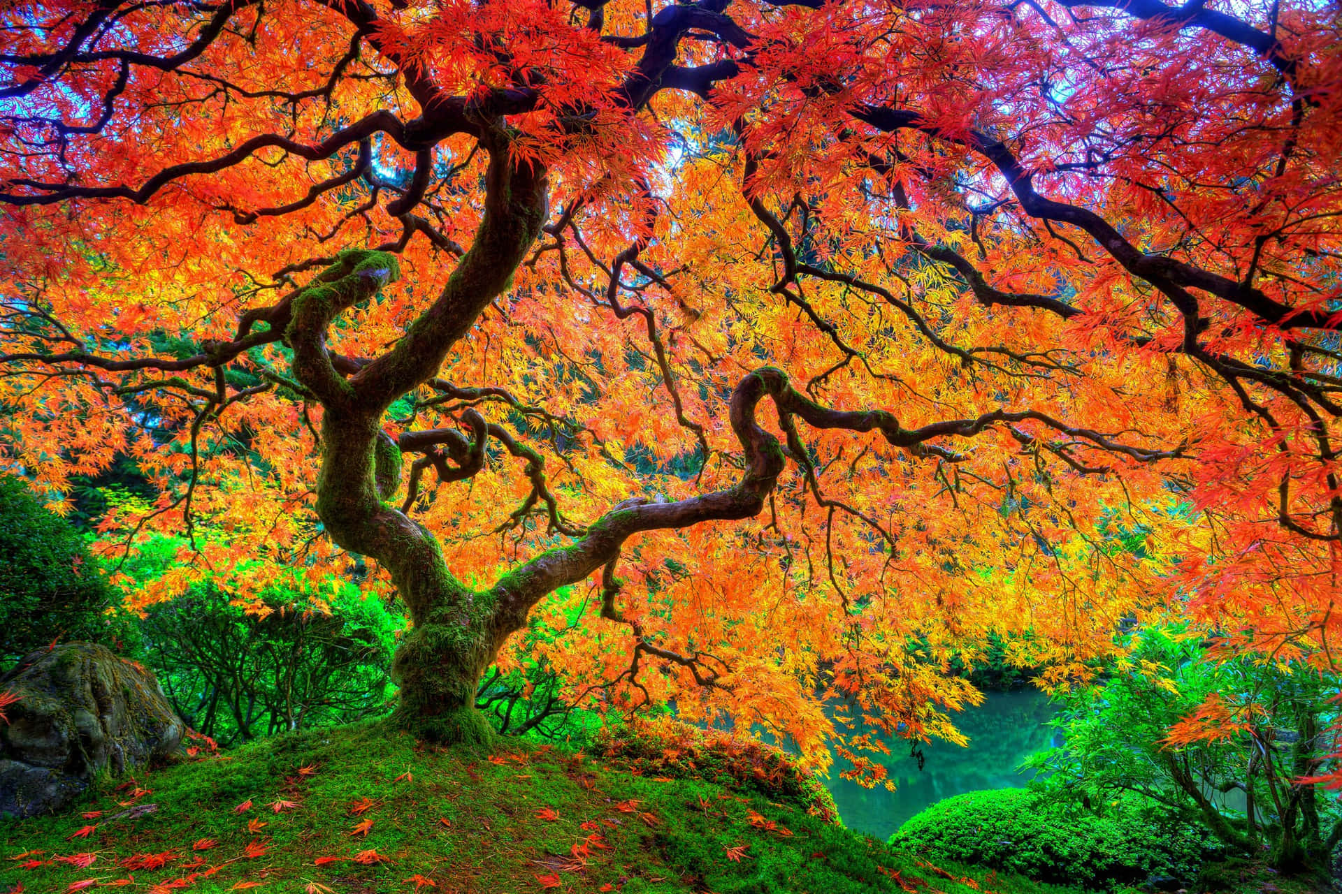 Bright And Cool Japanese Tree Wallpaper