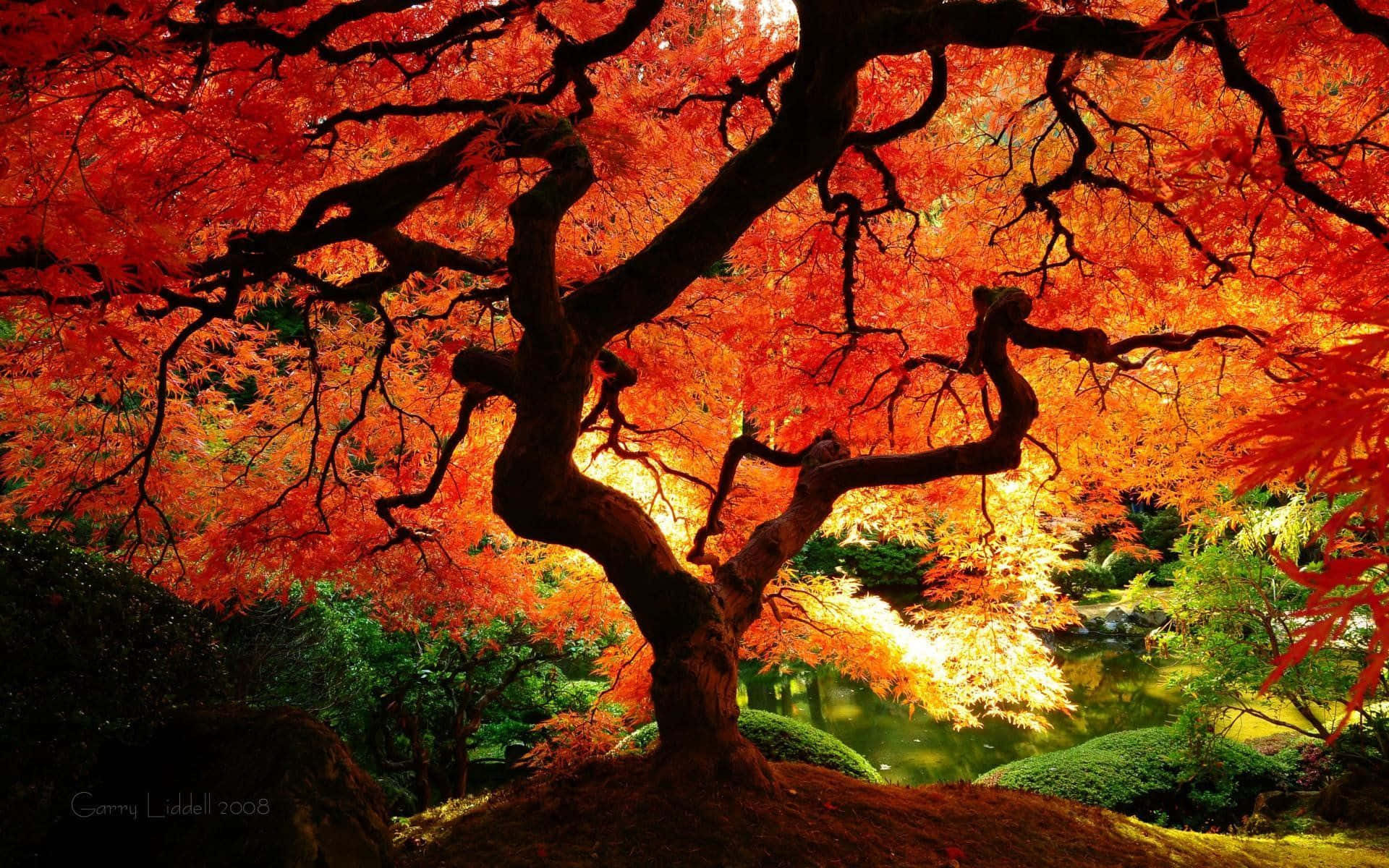 Red And Cool Japanese Tree With A Pond Wallpaper