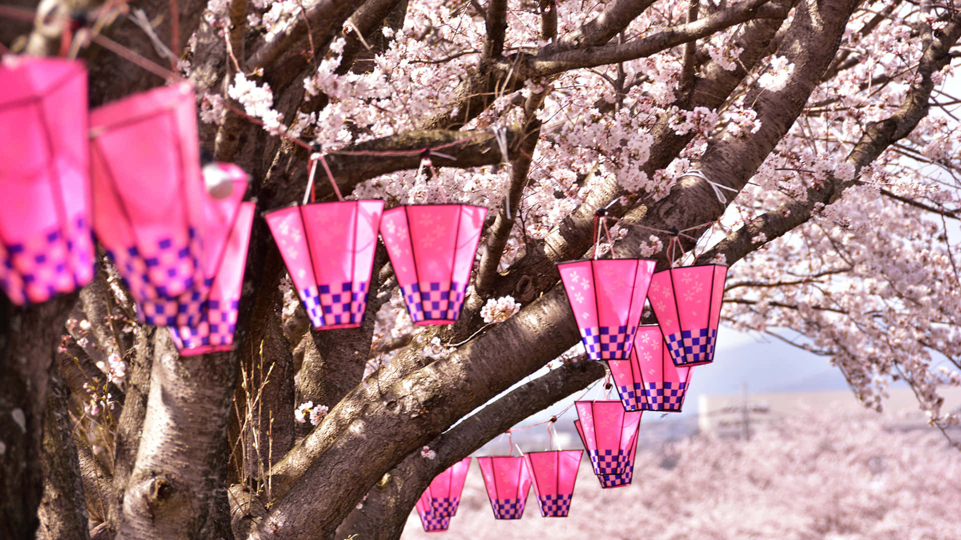 Pink Lanterns On A Cool Japanese Tree Wallpaper
