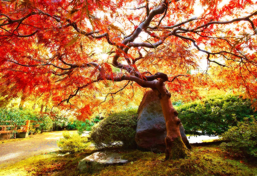Unincreíble Y Genial Árbol Japonés. Fondo de pantalla