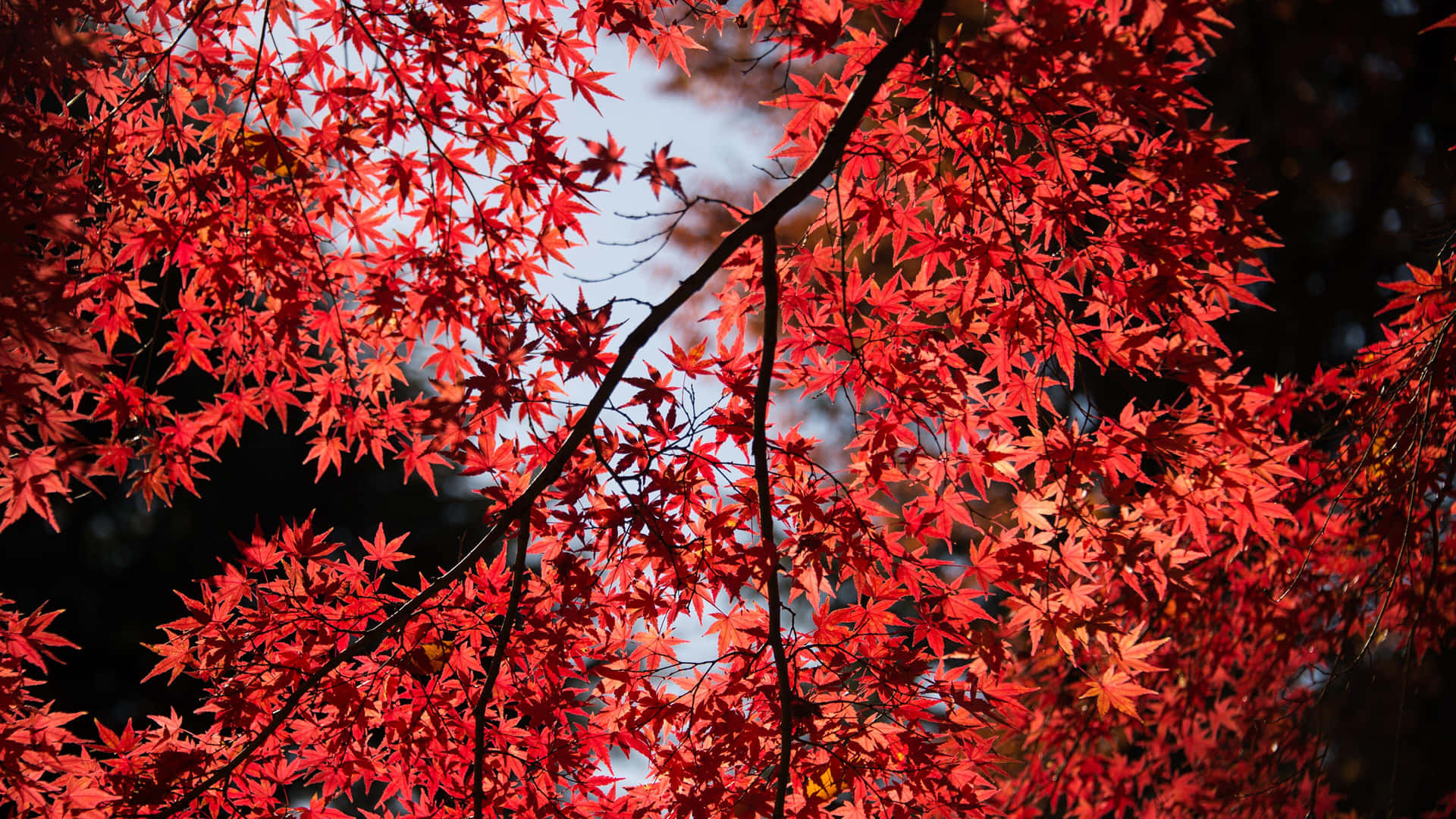 A Tree With Red Leaves Wallpaper
