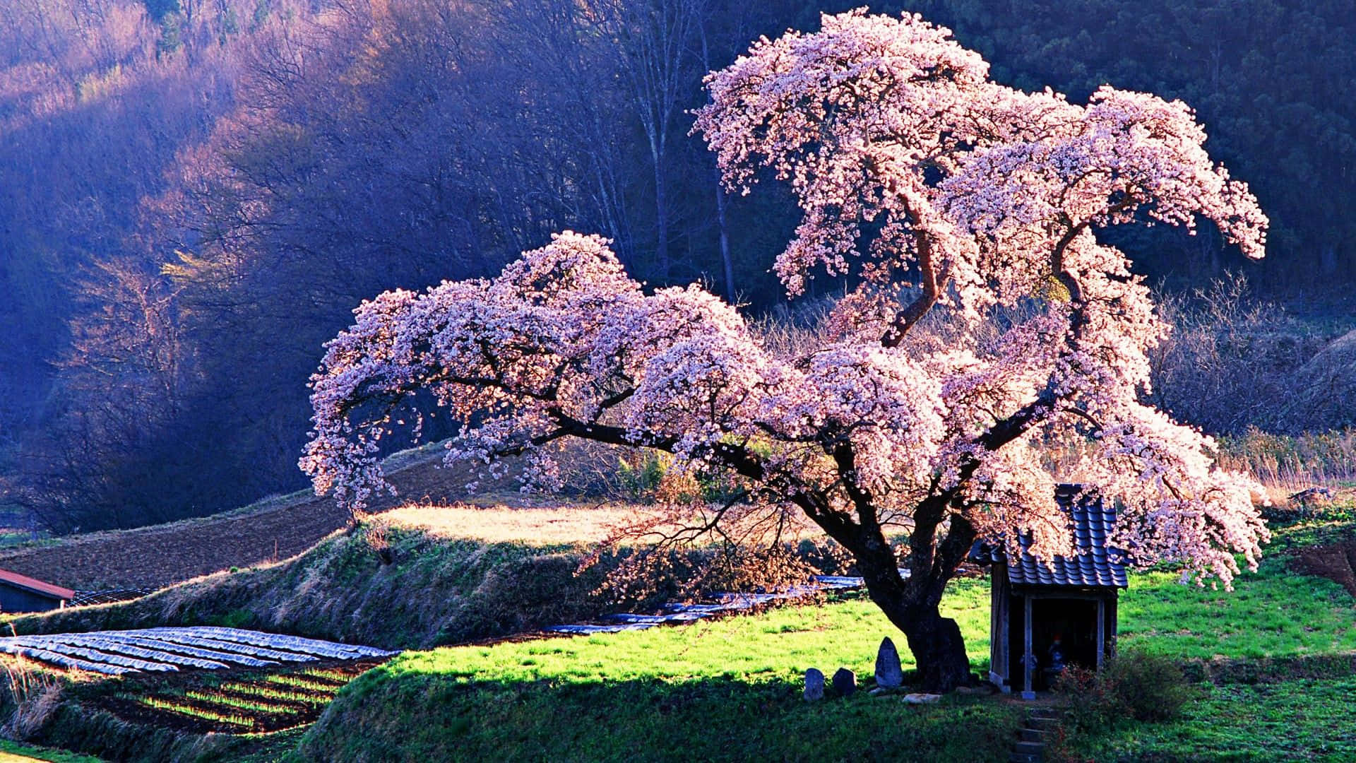Untranquilo Árbol Japonés En Plena Floración Fondo de pantalla