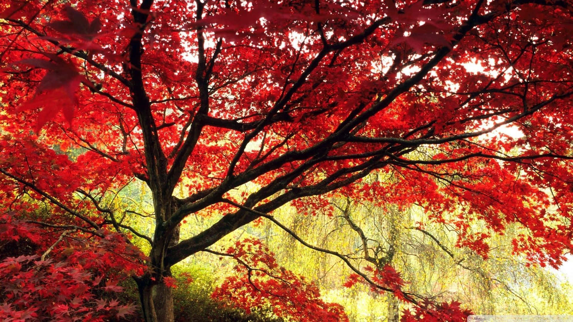 A Cool Japanese Tree Of A Maple Wallpaper