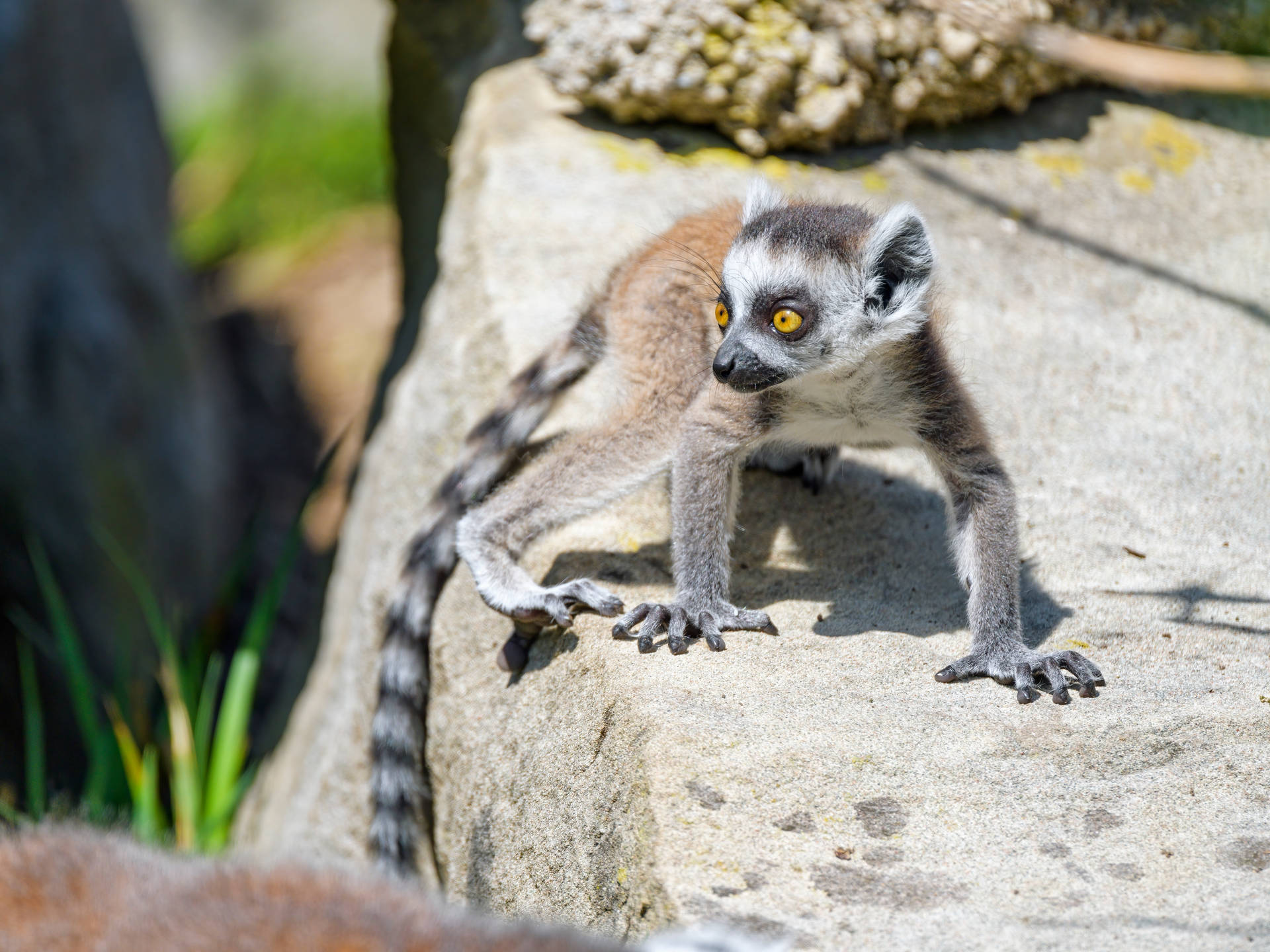 Cool Lemur Glancing Surroundings