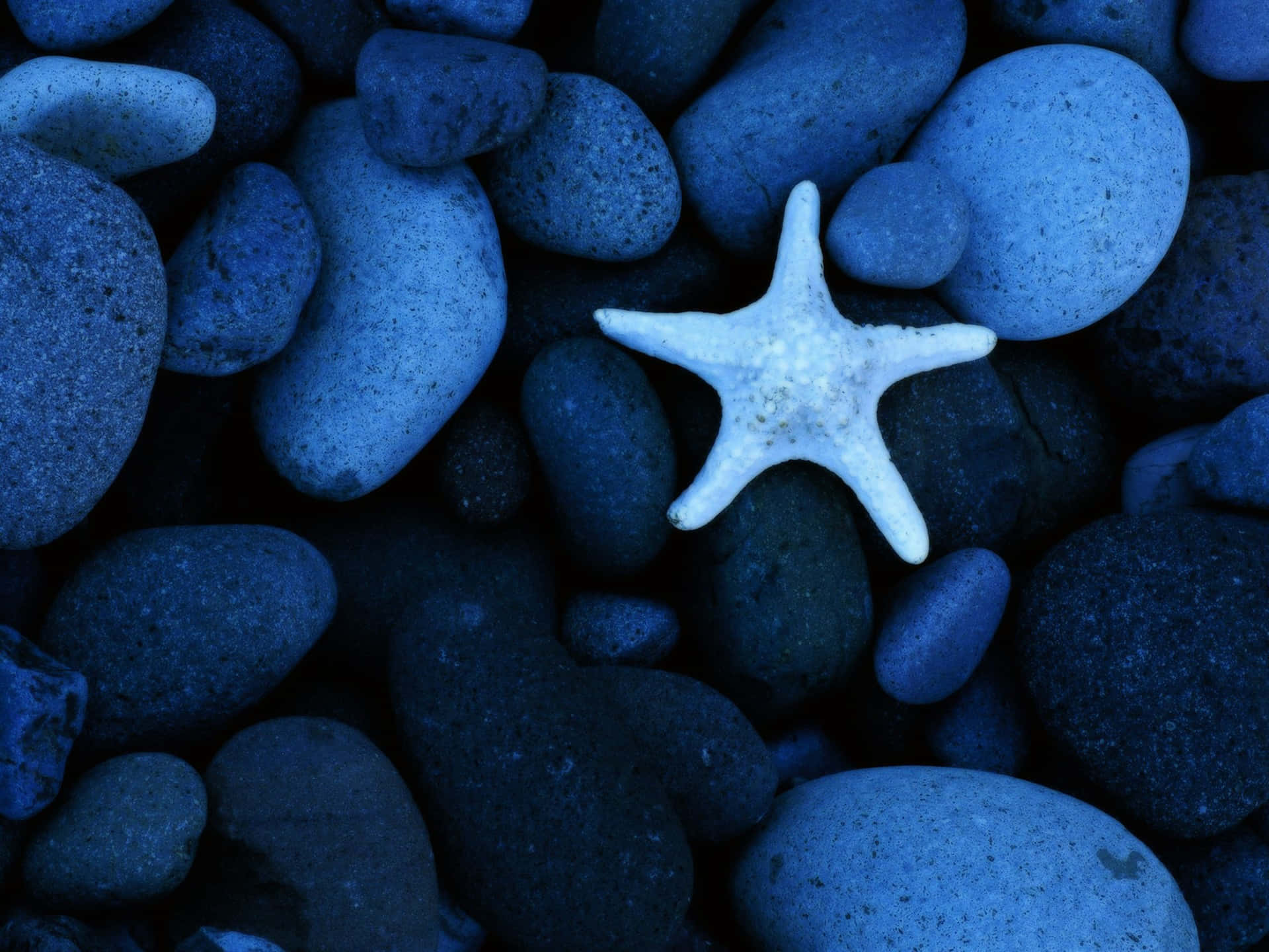 Estrellade Mar De Color Azul Claro Sobre Piedras Fondo de pantalla