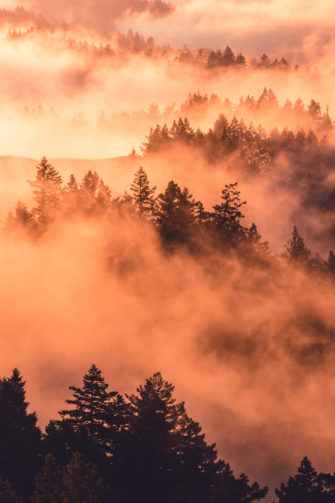 Fog And Trees In The Morning Wallpaper