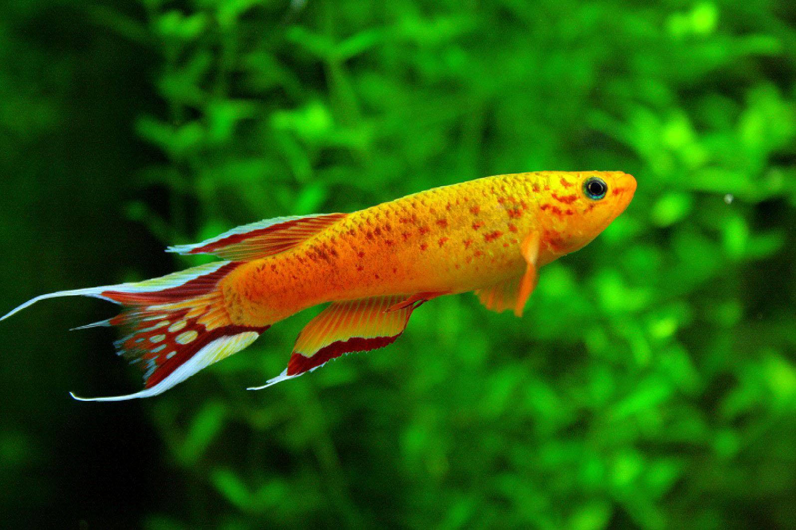 Cool Orange Fish