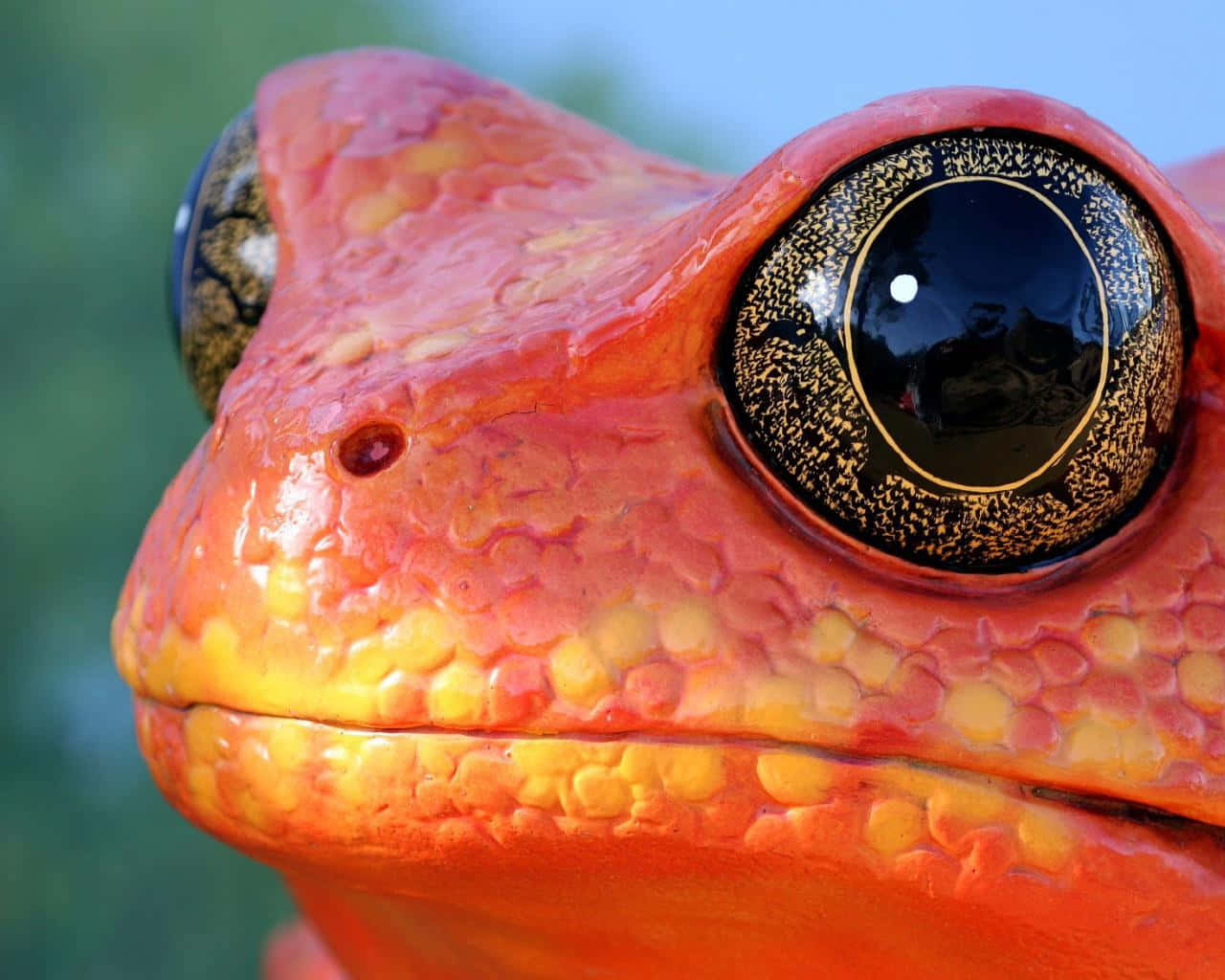 Einenahaufnahme Eines Orangefarbenen Frosches Mit Schwarzen Augen. Wallpaper