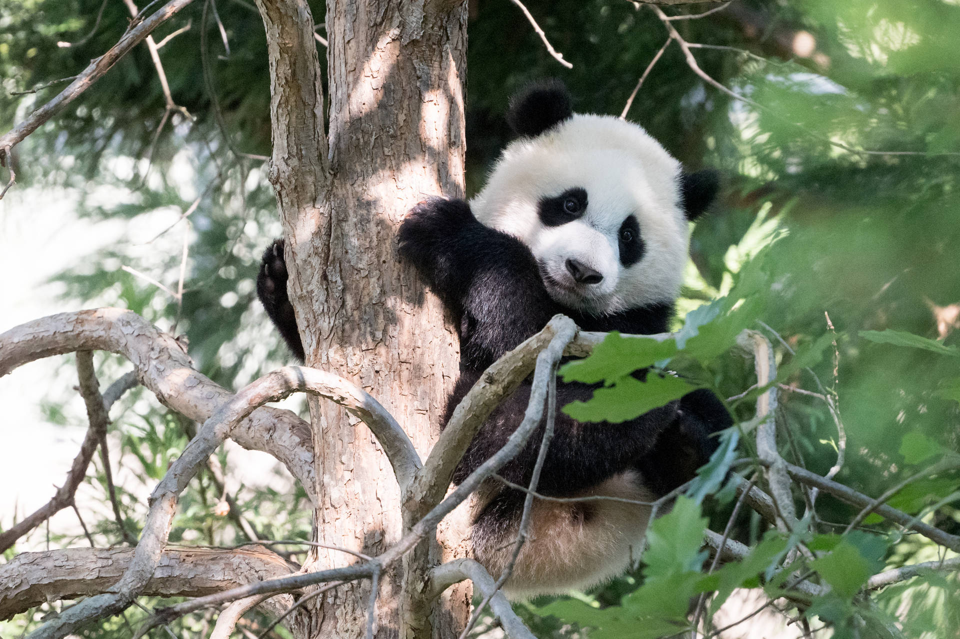 Cool Panda Hugging Tree Background