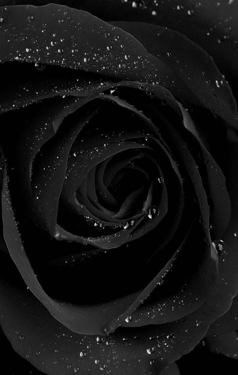 Cool Phone Black Rose