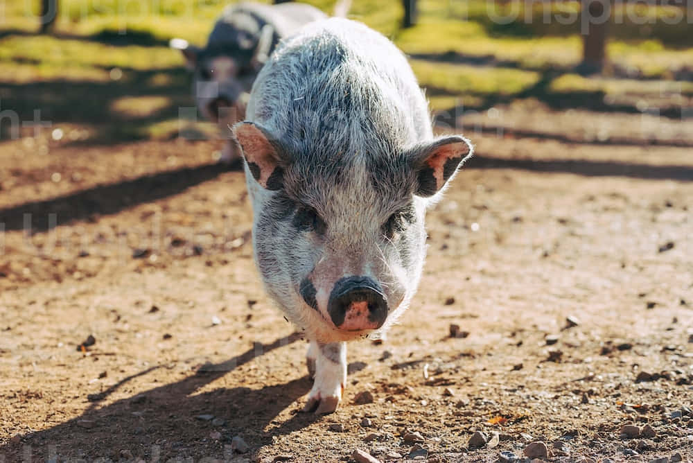 Cool Piggy - Den Sødeste Landsdyr! Wallpaper