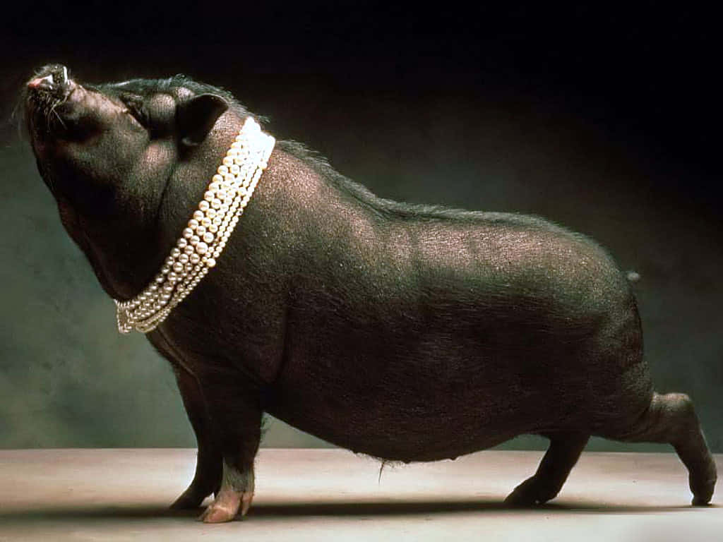 Cool Piggy With Pearl Necklace Wallpaper