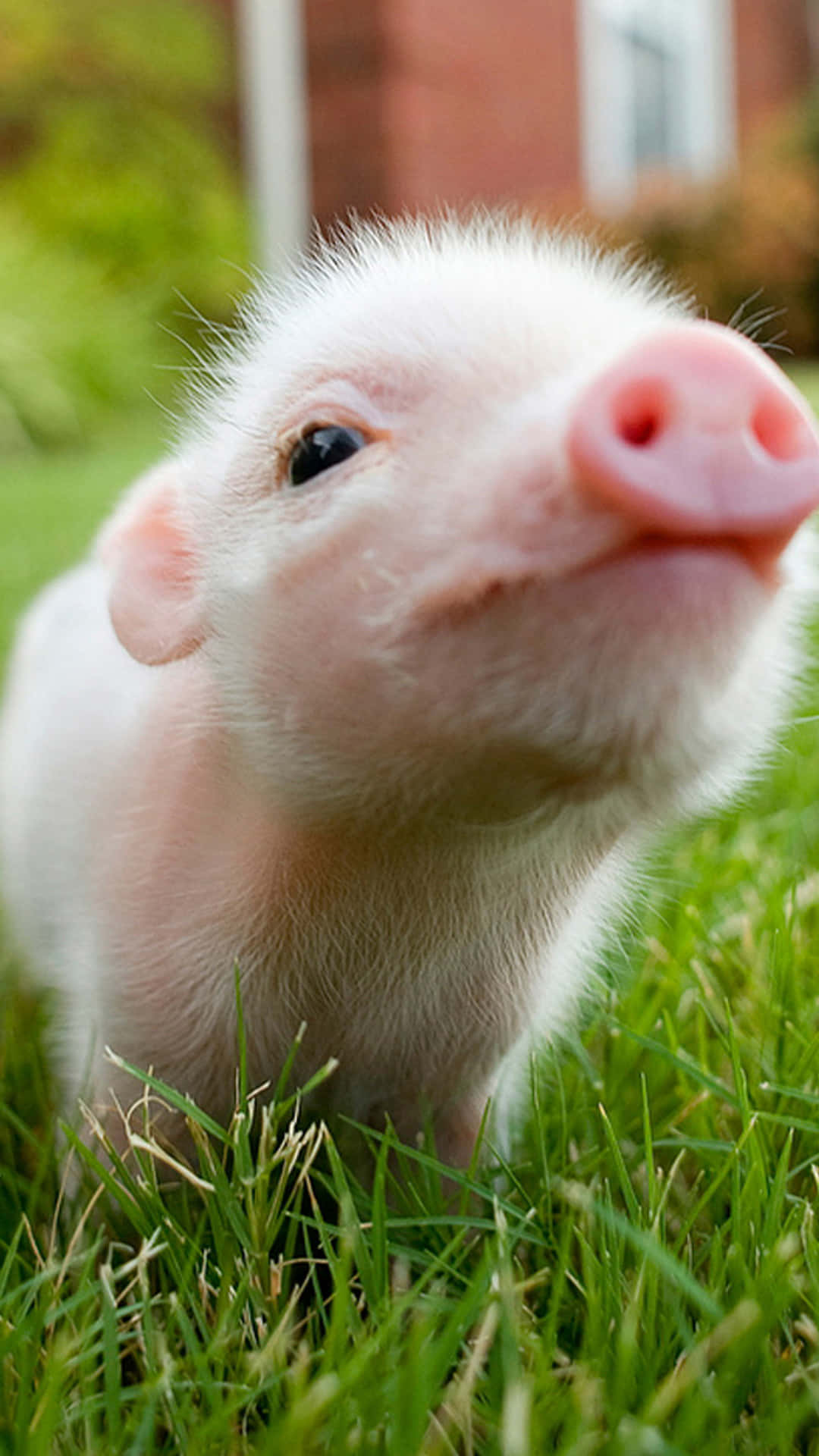 Cool Piggy In The Grass Wallpaper