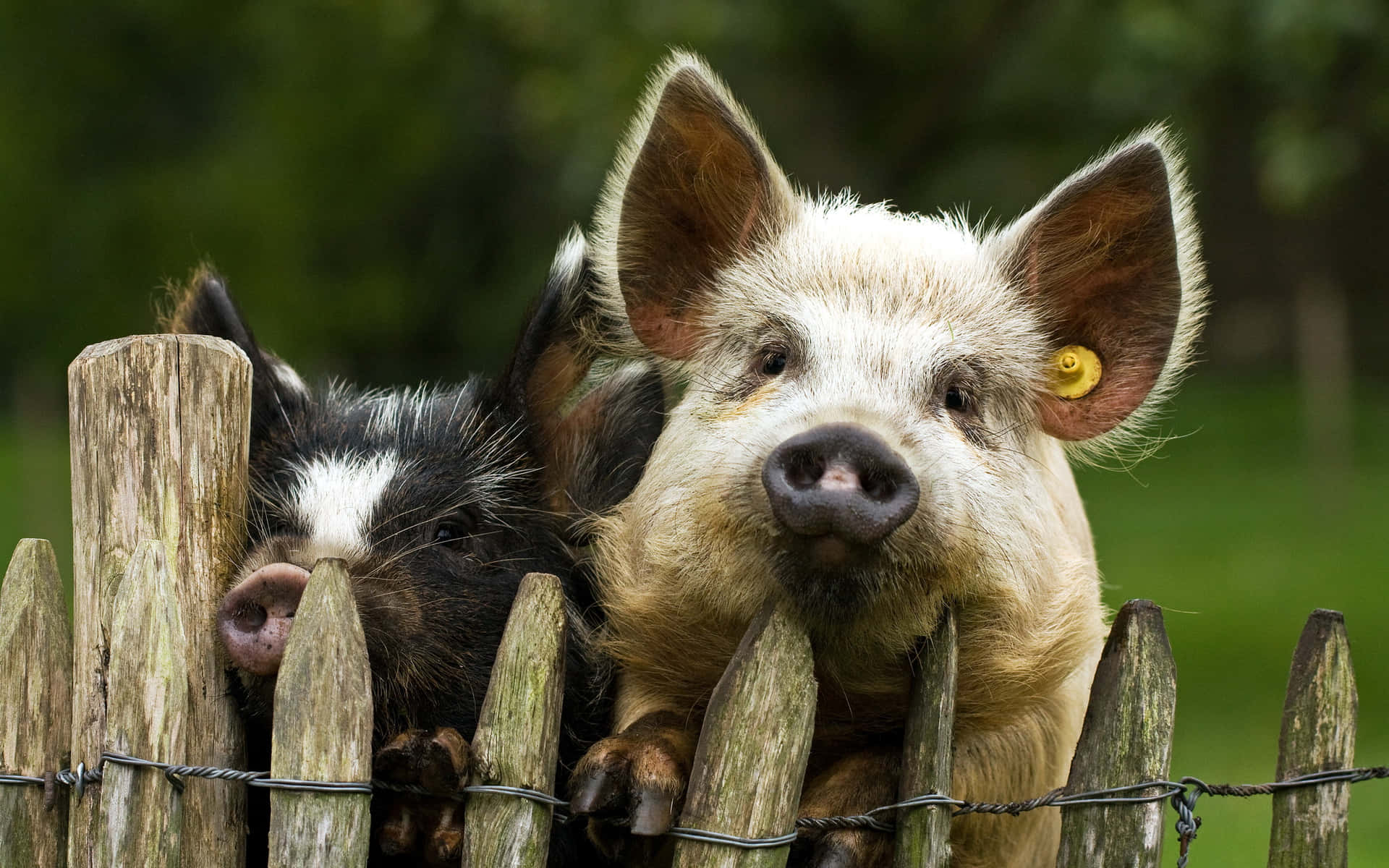 Cool Pigs Fence Wallpaper