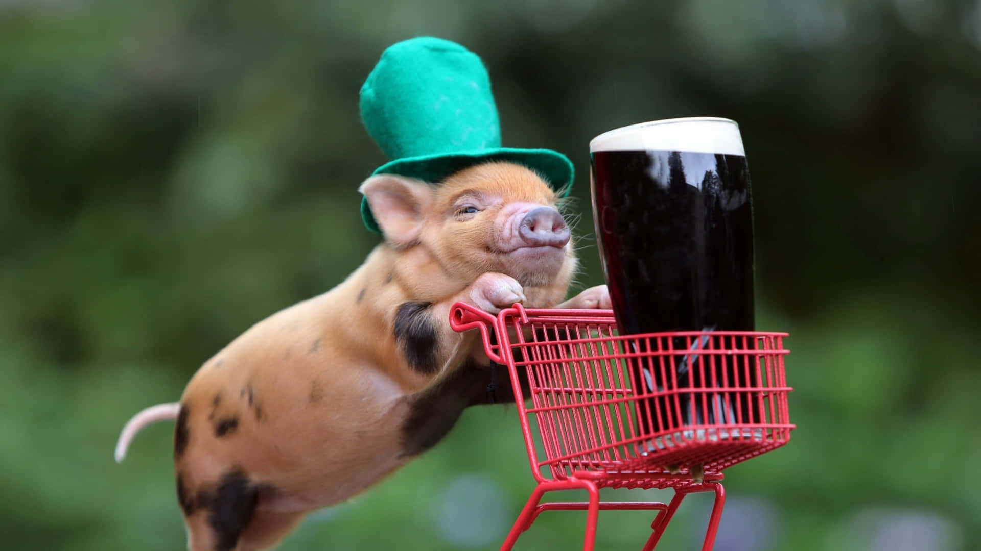 En gris med en grøn hat holder en øl i indkøbsvognen Wallpaper