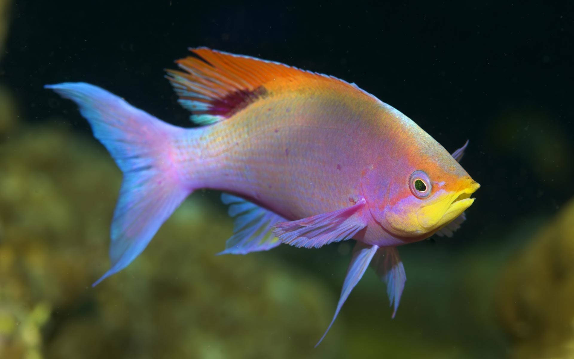 Cool Pink Fish