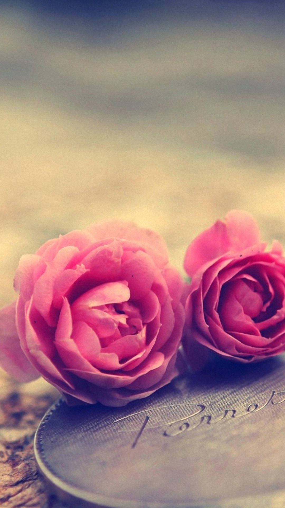 Pink Rose Live Wallpaper APK for Android Download
