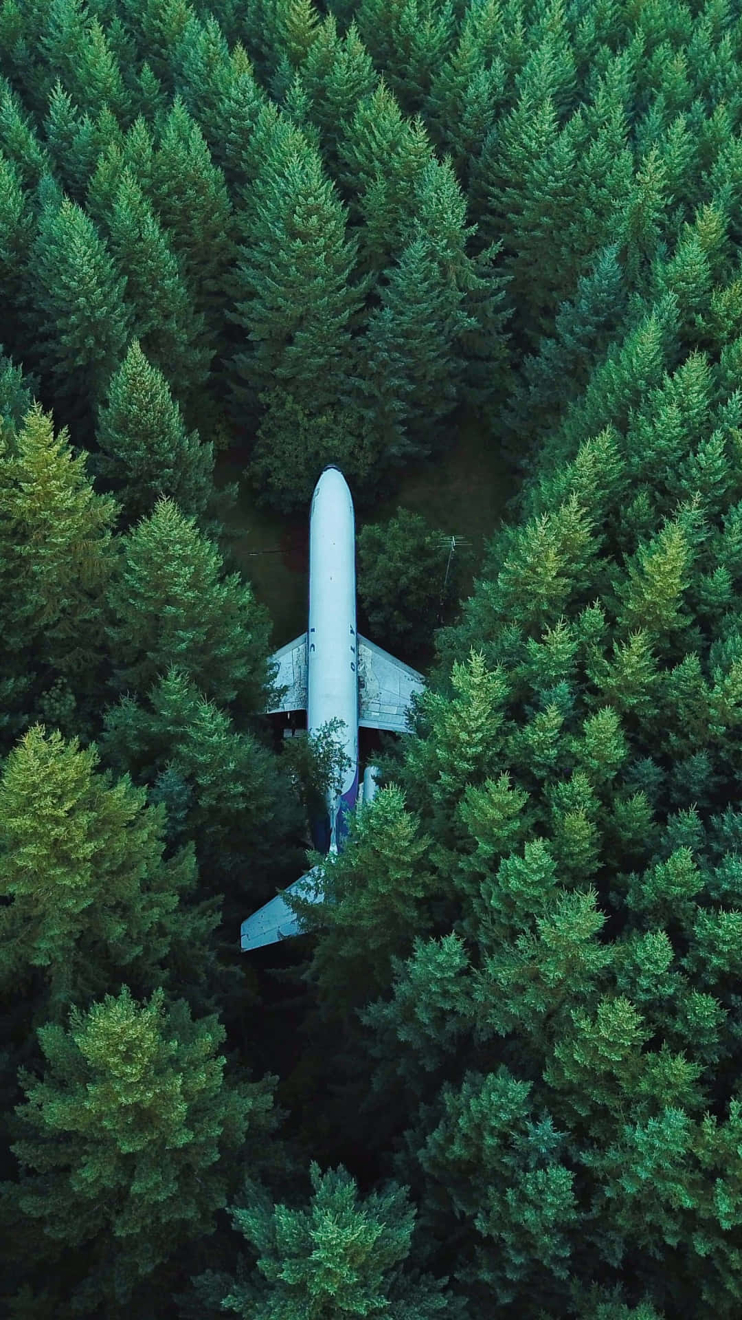 an airplane is parked in the middle of a forest Wallpaper