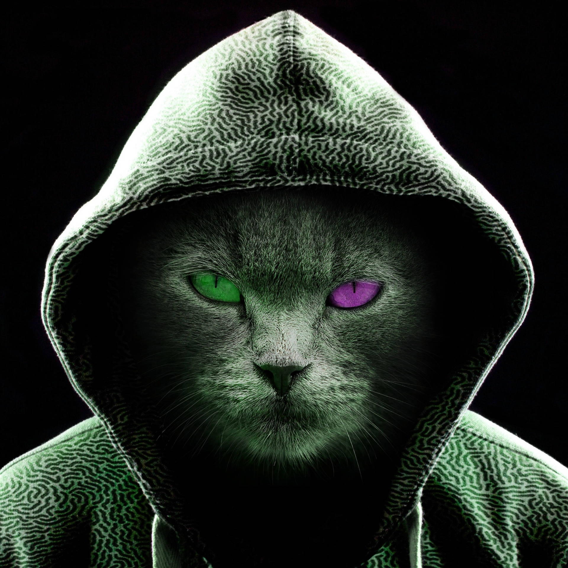 Cool Profile Pictures Hoodie Cat Wallpaper