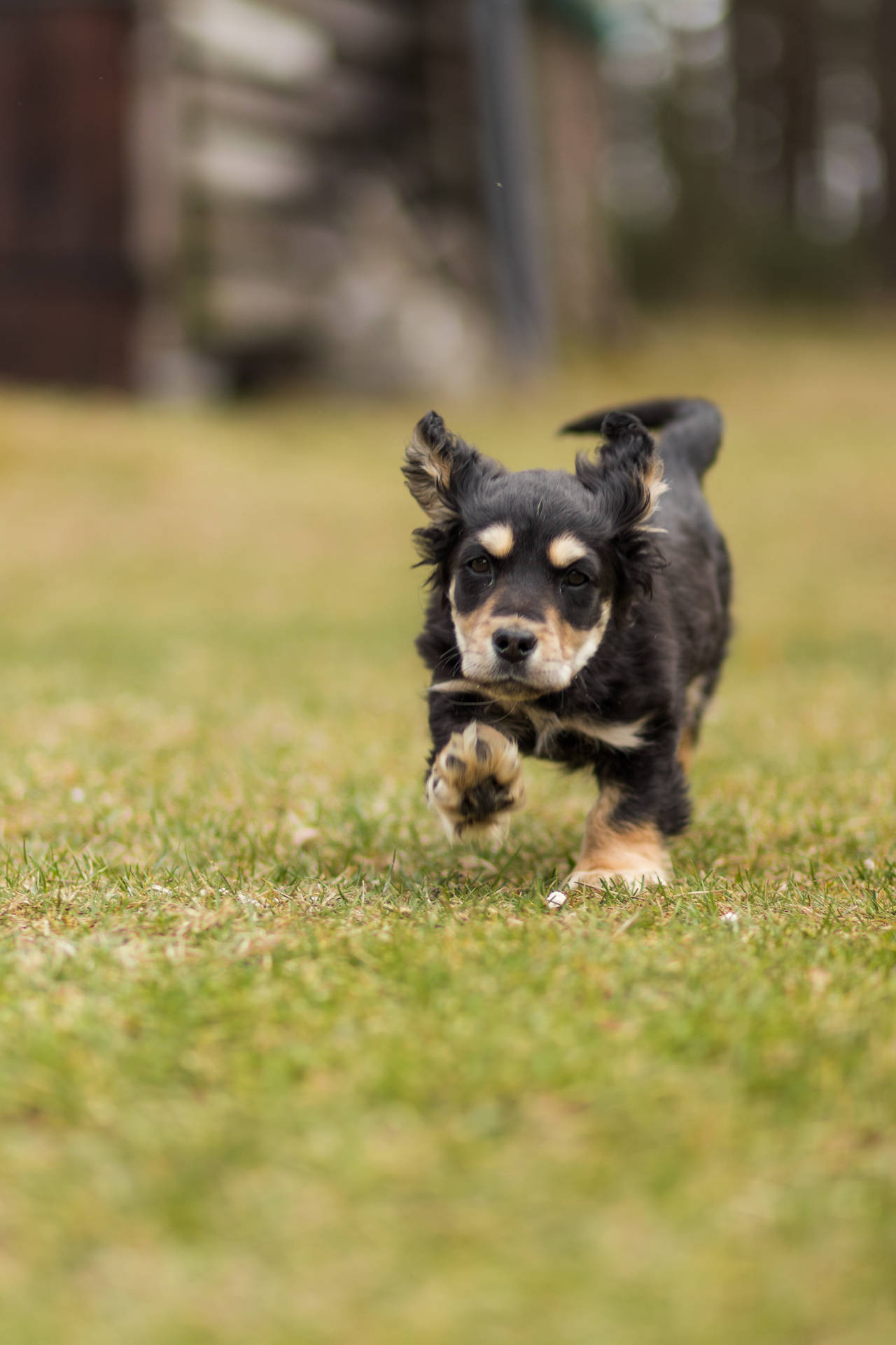 Cool puppy running on grass wallpaper