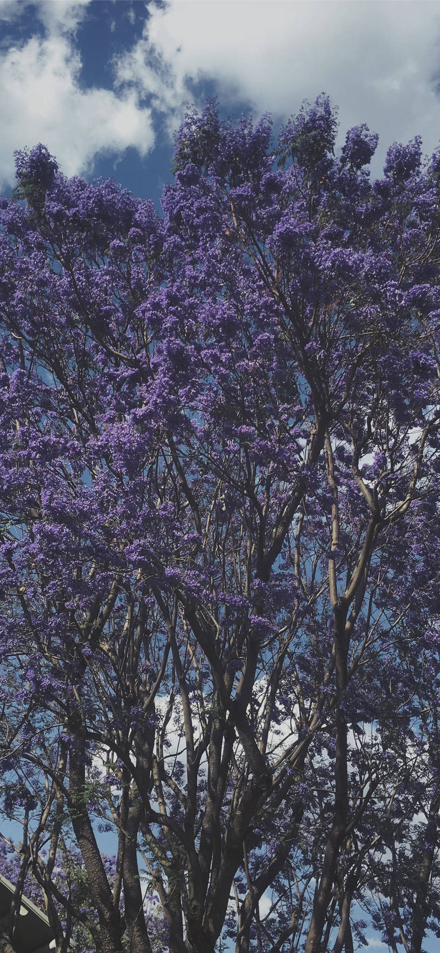 Cool Purple Tree Wallpaper