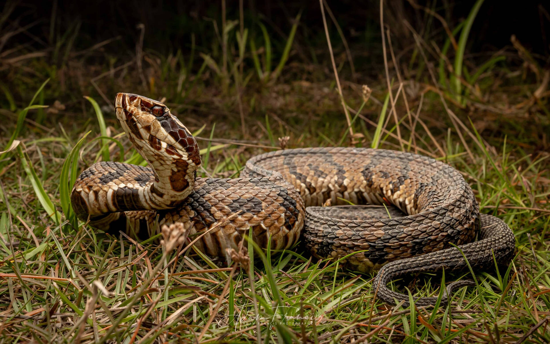 Cool Reptile Cottonmouth Wallpaper