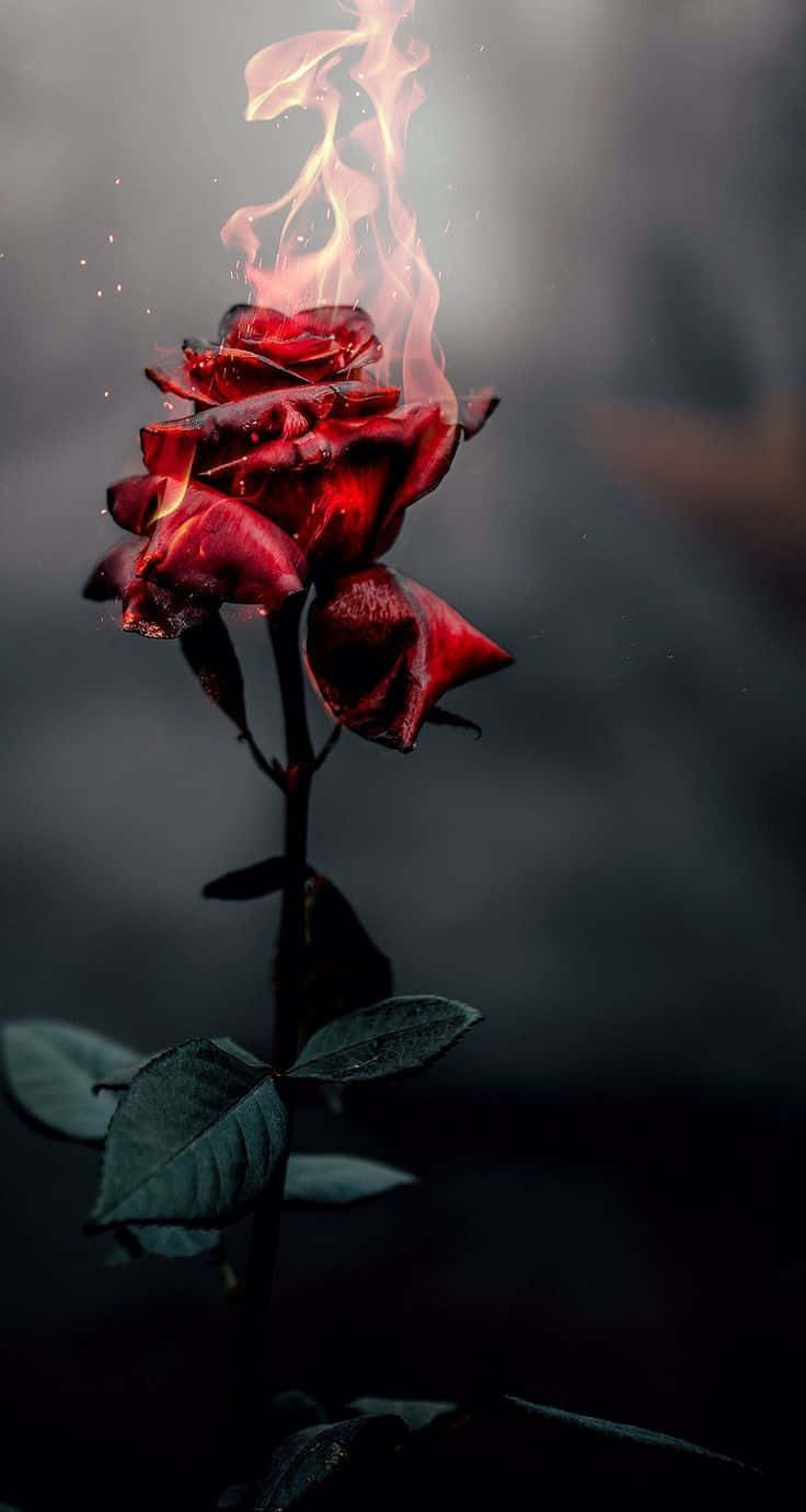 A beautiful cool rose on a bright sunny day Wallpaper