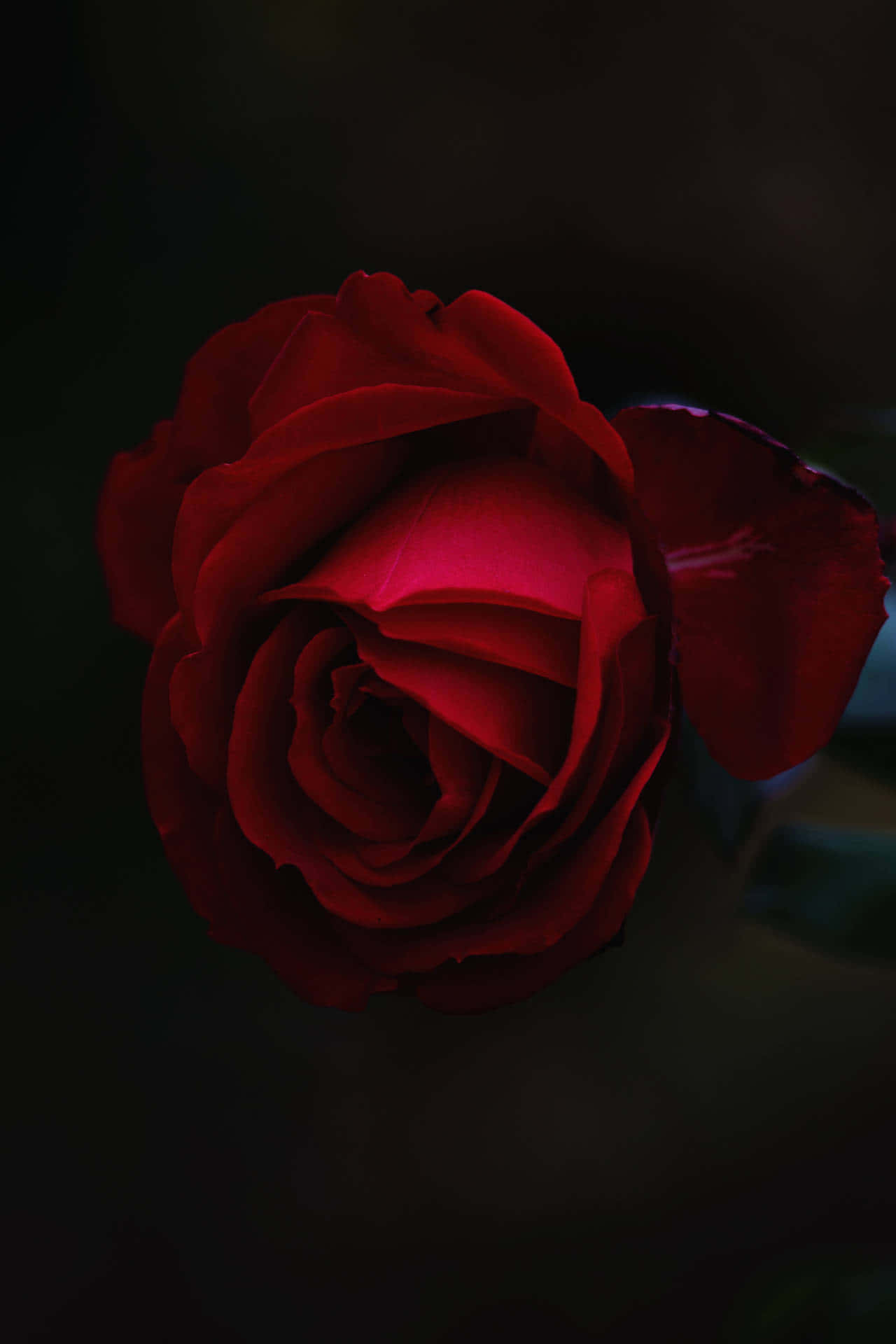 The beauty of the Cool Rose Wallpaper