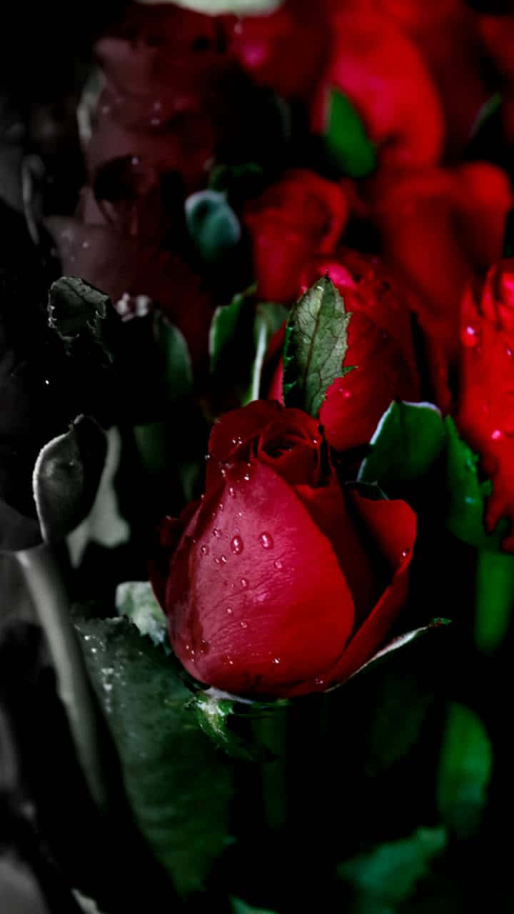 Imagenuna Rosa Rosa En Plena Floración Rodeada De Exuberante Follaje Verde. Fondo de pantalla