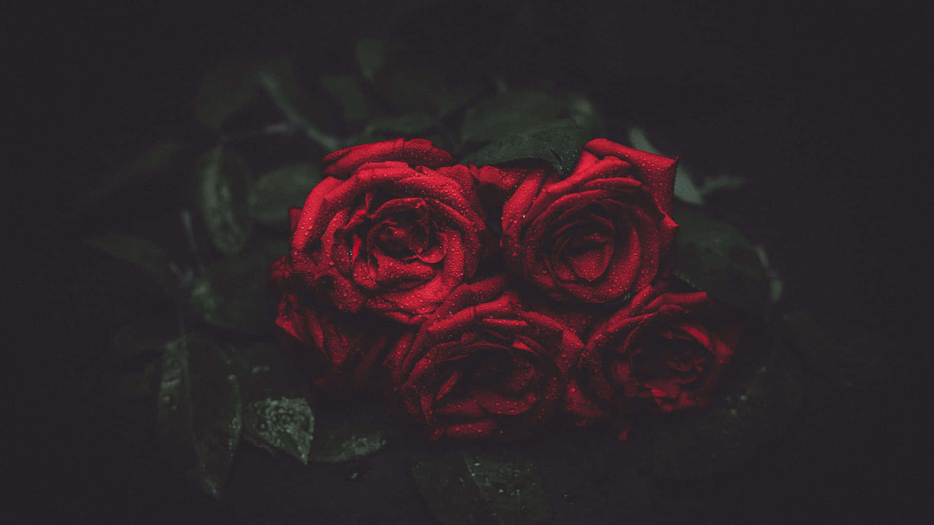 Red Roses On A Dark Background Wallpaper
