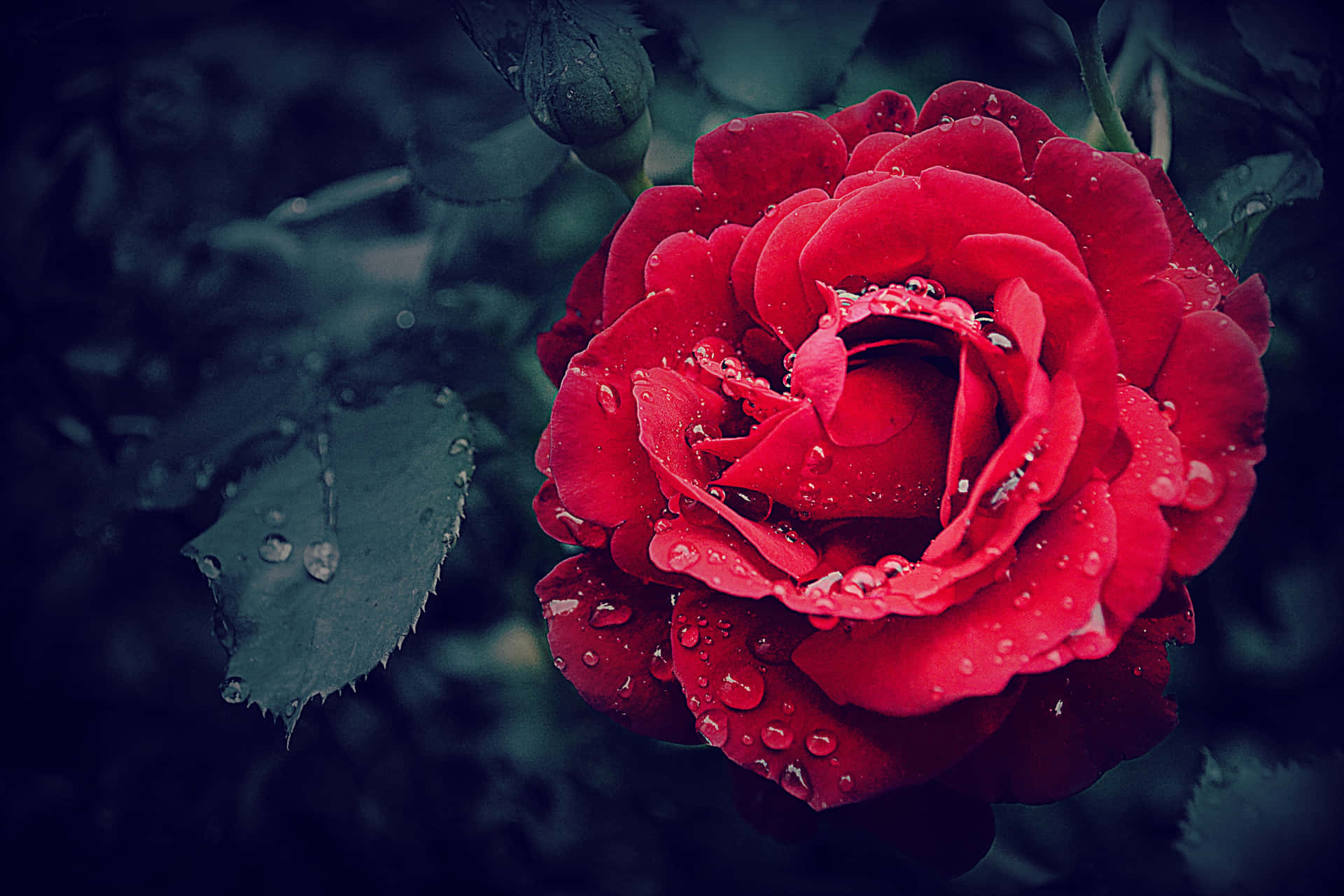 En sød kølig rose, der skinner i solen. Wallpaper
