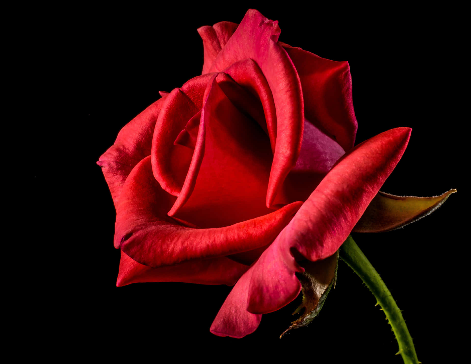 Delicadoy Vibrante: Una Rosa Fresca De Crecimiento Natural Fondo de pantalla
